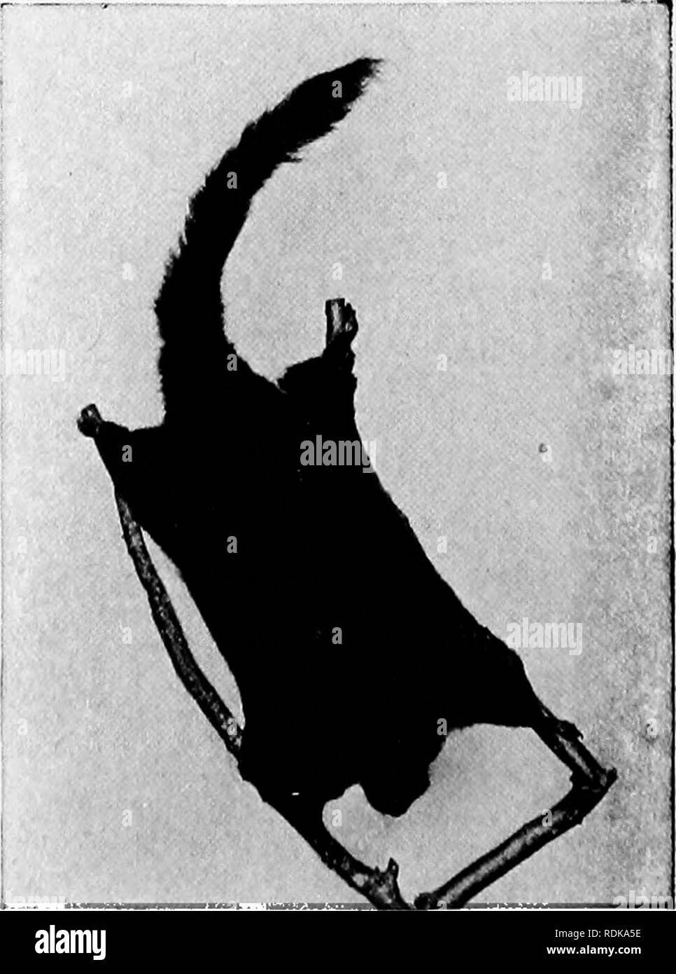 Chisel like teeth Black and White Stock Photos & Images Alamy