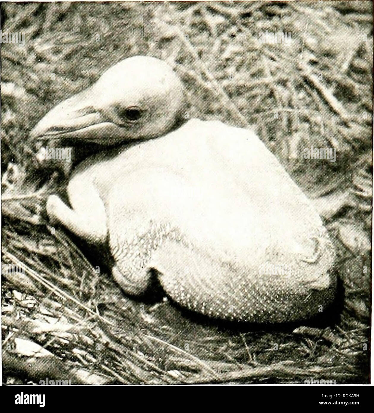 Birds of other lands, reptiles, fishes, jointed animals and lower 