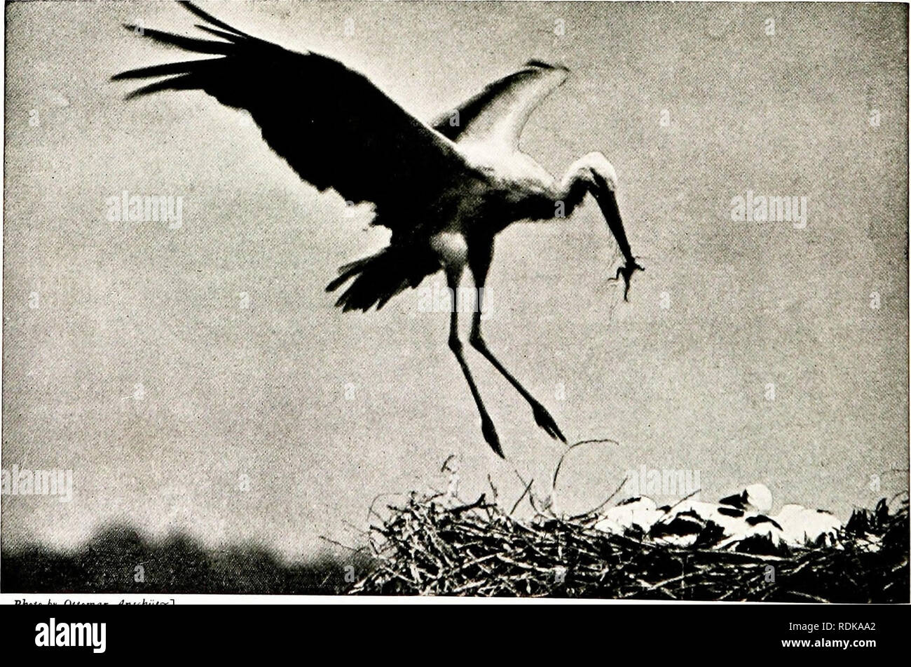 Birds Of Other Lands Reptiles Fishes Jointed Animals And