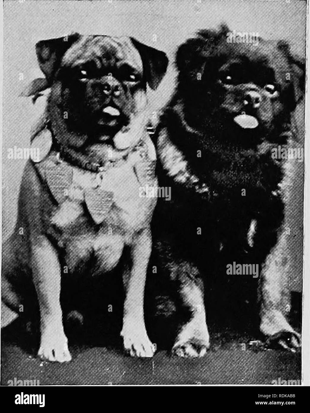 Mammals Of Other Lands Mammals The Dog Family 107 Very Quaint