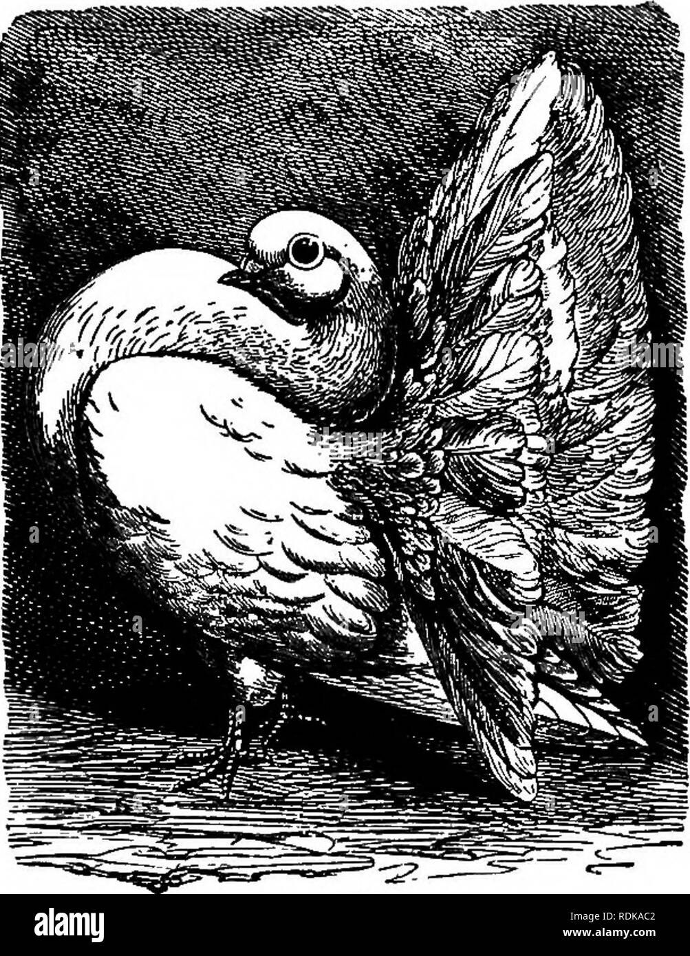 Fantail pigeon name Black and White Stock Photos & Images Alamy