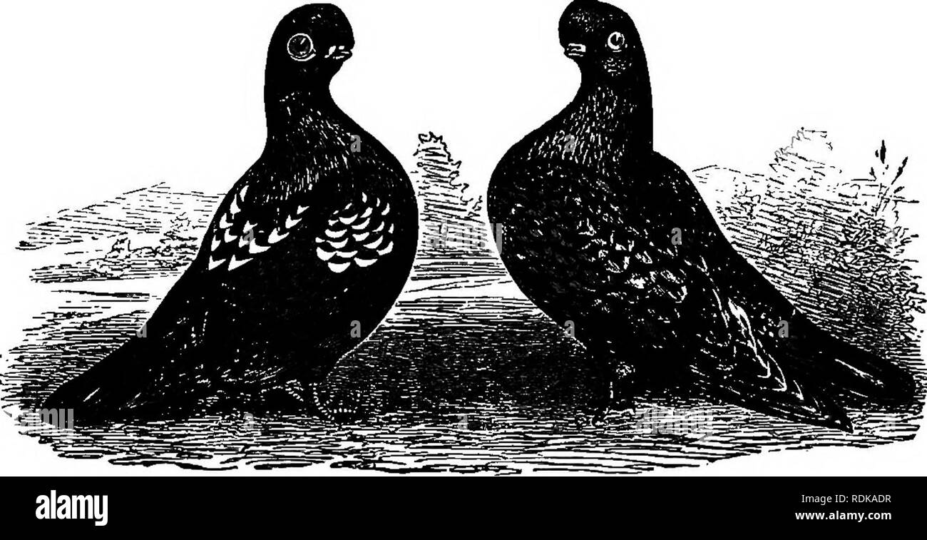 Tumbler pigeons Black and White Stock Photos & Images Alamy