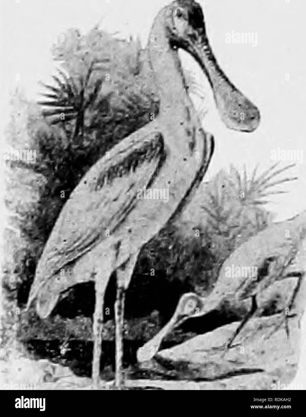 . The birds of Illinois and Wisconsin. Birds; Birds. 32 Field Museum op Natural HistoryâZoology, Vol. IX.. .^feE^----, â &gt;r' Bill, flat, paddle shaped at the end; toes, four, all on same level; wing (carpus to tip), over twelve inches long. Family PLATALEID^. Spoonbills. See page 75. GROUP 5. Toes, three, full webbed; no hind toe. Nostrils, separate, not opening into one double-barrelled tube; upper mandible, curved near tip; bill, yellowish, or greenish yellow; an indication of a hind toe, in the form of a small knob without nail; tail, entirely white, or white with black band near tip. T Stock Photo