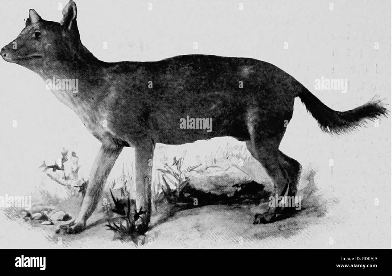 How Did Wild Dogs Become Domesticated