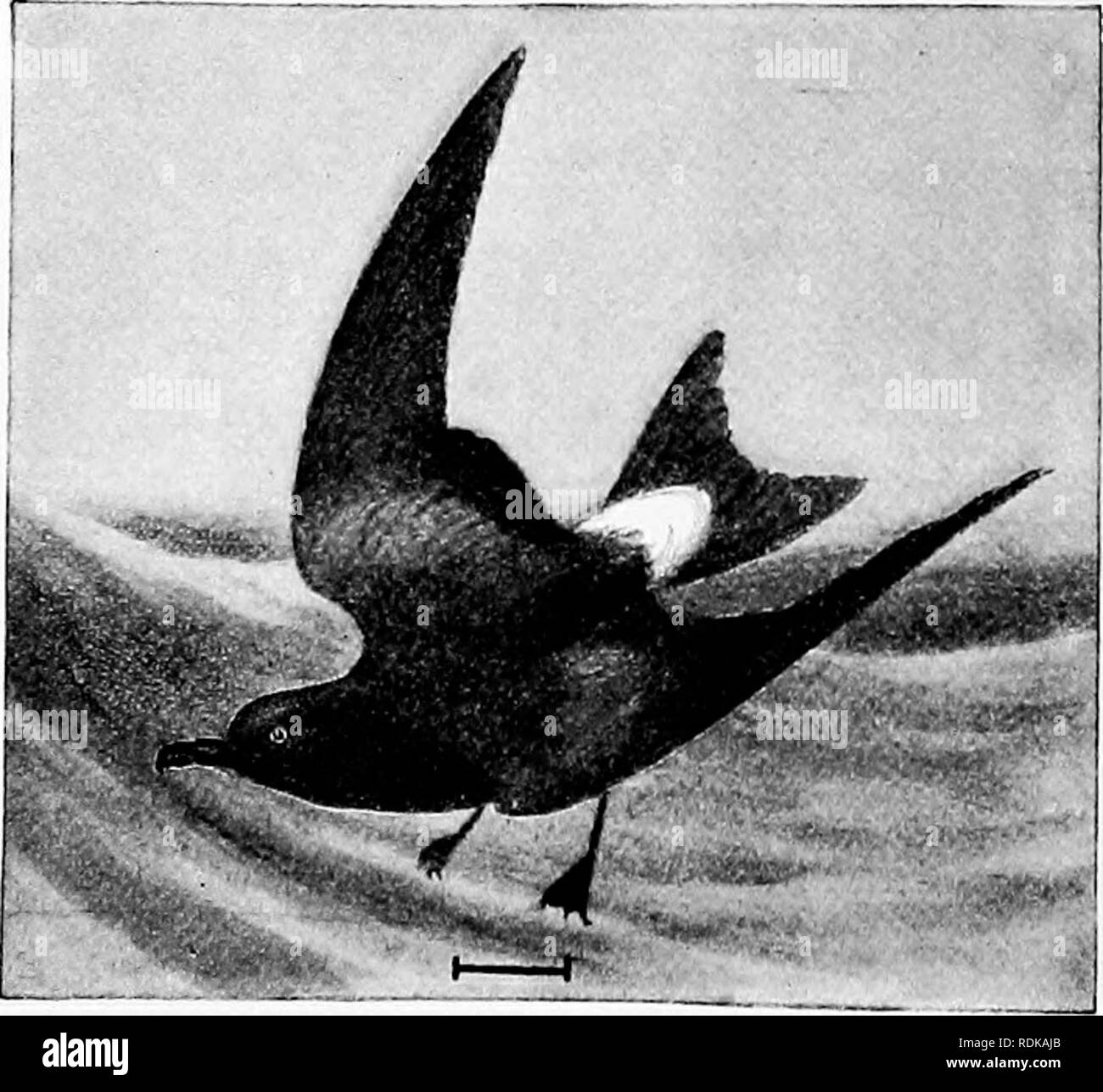Birds Of Maine Black And White Stock Photos Images Alamy - 