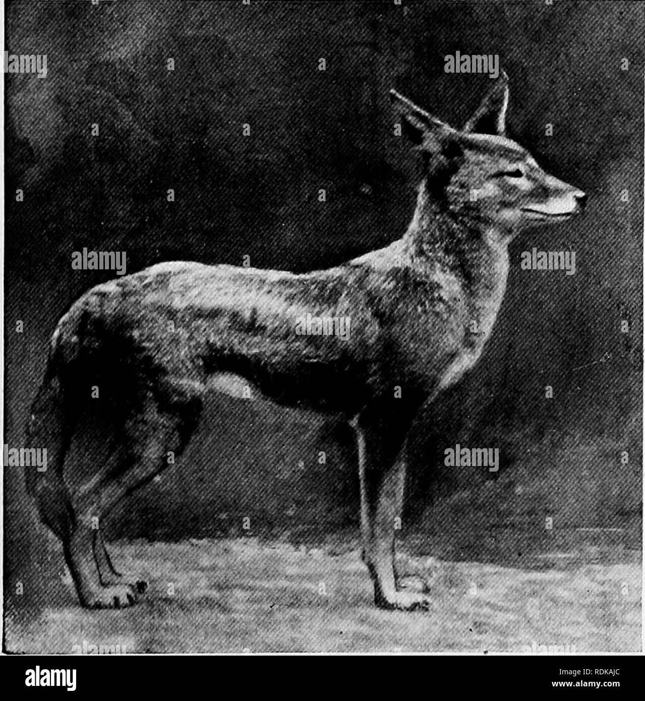 Mammals of other lands;. Mammals. [Ncrth Finchlt) Photo h) L. Midland,  .] TURKISH JACKAL This yackal is common in both Turkey in Europe and  in Asia. Ne^ • Constantinople it feeds