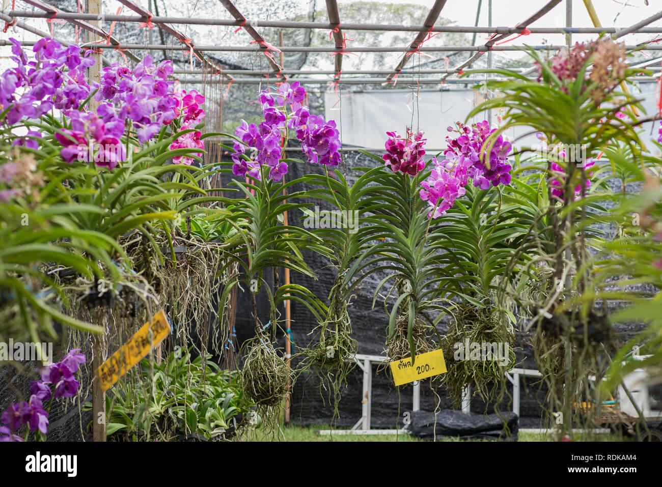 Hanging orchid plants with flowers for sale with a price tag "each 200" ( Thai baht). At the plant fair in King Rama IX Park, Bangkok, Thailand Stock  Photo - Alamy