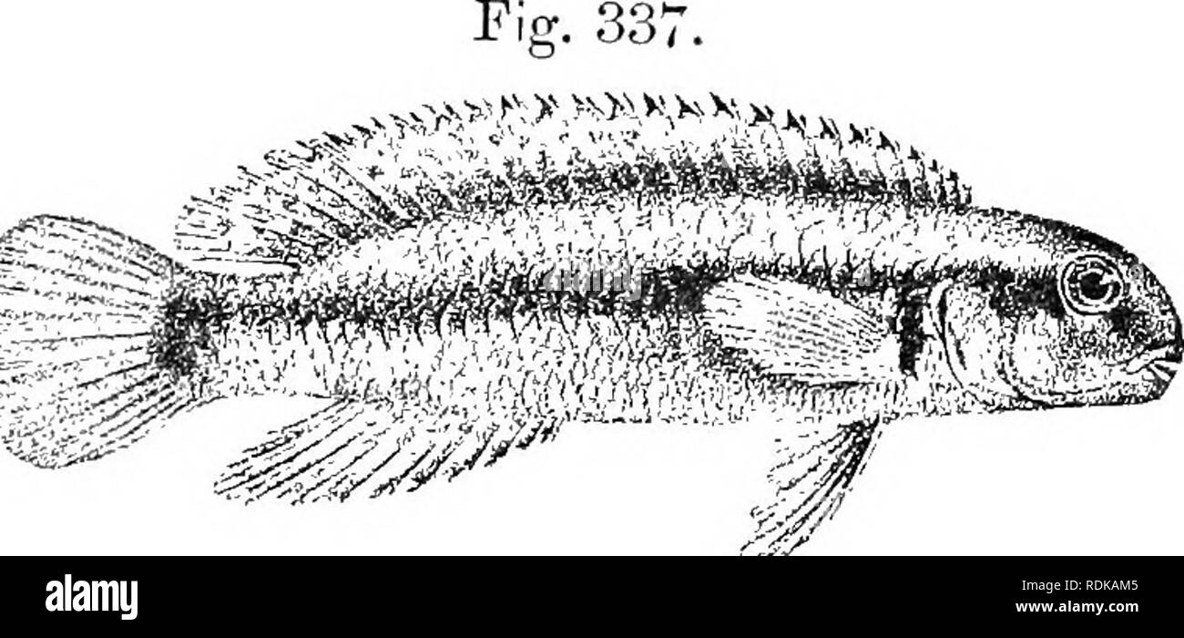 . Catalogue of the fresh-water fishes of Africa in the British museum (Natural history) ... Fishes; Freshwater animals. TELMATOCHROMIS. 487 ,^'^°'&quot;; I^it^ta. Dr. W. A. Cuiinlngton (C). 10-14. g. MtondvveBay. ^^* ^'^- Kilc^Y;l Bay. Dr. L. Stappers (C). ^^&quot; ^'&quot; T.. Tanganyika. Prof. J. E. S. Moore (C). 2. TELMATOCHROMIS VITTATUS. Bouleng. Tr. Zool. Soc. xv. 1898, p. 10, pi. ii. fig. 2, and Poiss. Bass. Congo, p. 4iC (1901) ; Pellegr. Mem. Soc. Zool. France, xvi. 1904, p. 298. Depth of body 4^ to 4| times in total length, length of head 4 times. Head twice as long as broad ; profi Stock Photo