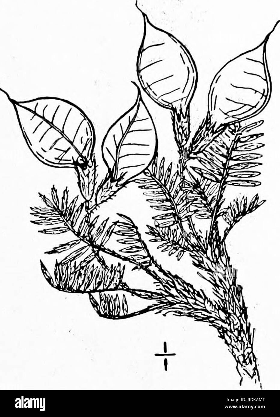 . An illustrated flora of the northern United States, Canada and the British possessions, from Newfoundland to the parallel of the southern boundary of Virginia, and from the Atlantic Ocean westward to the 102d meridian. Botany; Botany. Genus 31. PEA FAMILY. 389 I. Oxytropis podocarpa A. Gray. Inflated Oxytrope. Fig. 2562. Oxytropis arctica var, infiata Hook. Fl. Bor. Am. i: 146. 1833. Oxytropis podocarpa A. Gray, Proc. Am. Acad. 6: 234. 1864. Spiesia infiata Britton, Mem. Torr. Club 5: 201. 1894. Aragallus inflatus A. Nelson, Erythea 7: 59. 1899. Acaulescent or nearly so, more or less villous Stock Photo