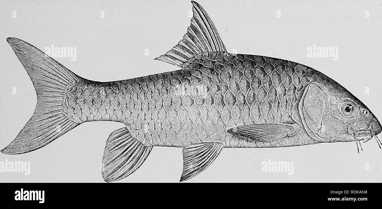 . Catalogue of the fresh-water fishes of Africa in the British museum (Natural history) ... Fishes; Freshwater animals. CTPEINID^. 233 Total length 530 millim. Chiloango System and Ja Eiver (Congo System). 1- Type. Loango R. at N'Kutu. Dr. W. J. Ansorge (C). 2-5. Types. Lnali R. at Buco Zau. „ 6-10. Types. Lebuzi R. at Boma Vonde. „ 11- Ad. Ja R., S. Cameroon. G. L. Bates, Esq. (C). Distinguished from B. krapfi by the more prominent snout and the broader interorbital region. Yis. UQ.. Barhus curdozoi. Type (A. M. C). i- 34 d. BARBUS ROYLII. Bouleng. t. c. p. 13, pi. xxi. Depth of body nearly e Stock Photo