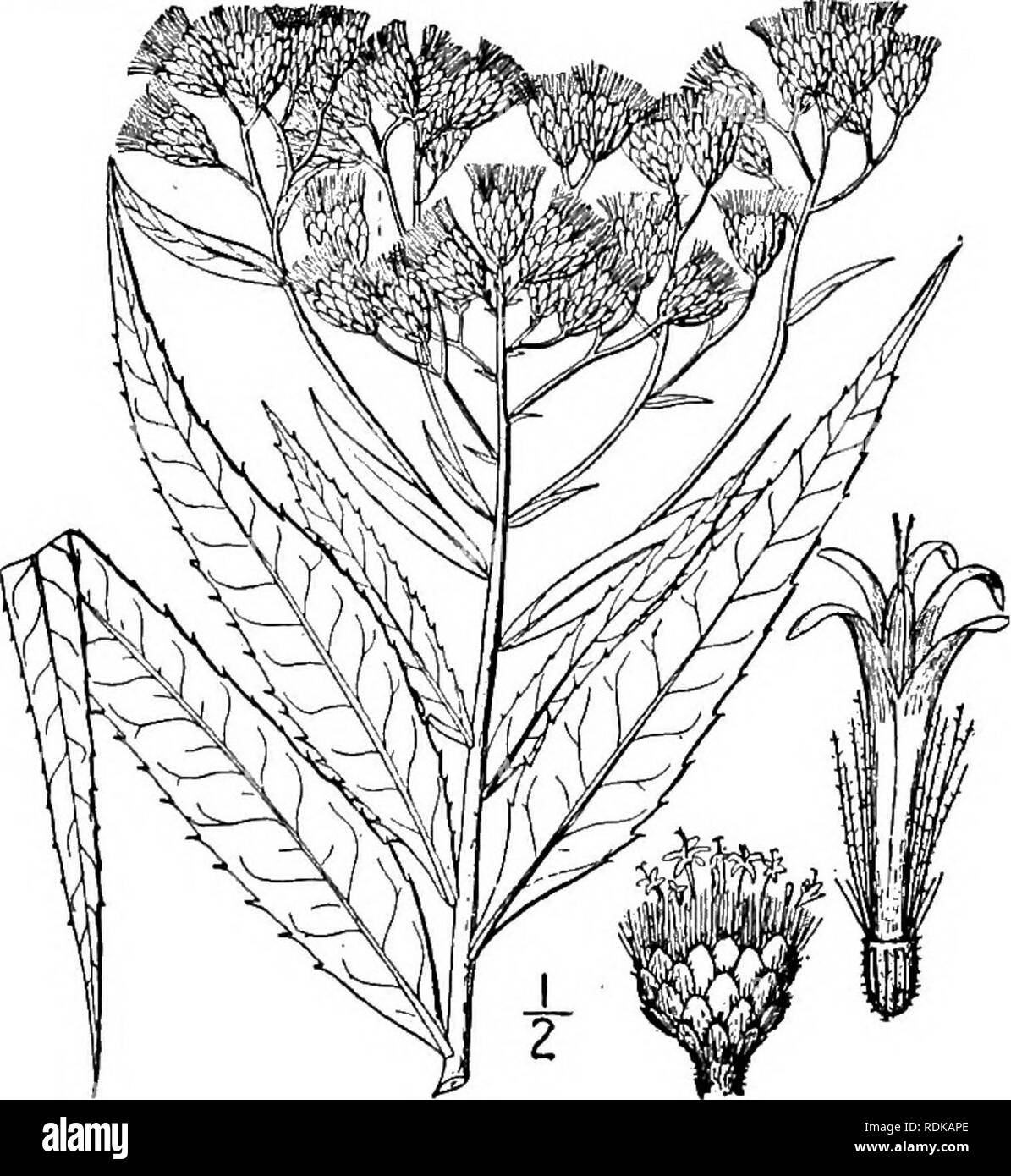 . An illustrated flora of the northern United States, Canada and the British possessions, from Newfoundland to the parallel of the southern boundary of Virginia, and from the Atlantic Ocean westward to the 102d meridian. Botany; Botany. 6. Vernonia fasciculata Michx. Western Iron-weed. Fig. 4145. Vernonia fasciculata Michx. Fl. Bor. Am. 2: 94. 1803. Cacalia fasciculata Kuntze, Rev. Gen. PI. 970. 1891. Glabrous, or puberulent above, 2°-6° high. Leaves firm, lanceolate or linear-lanceolate, long-acuminate, 3'-6' long, a&quot;-4&quot; wide, gla- brous or nearly so on both surfaces; inflor- escenc Stock Photo