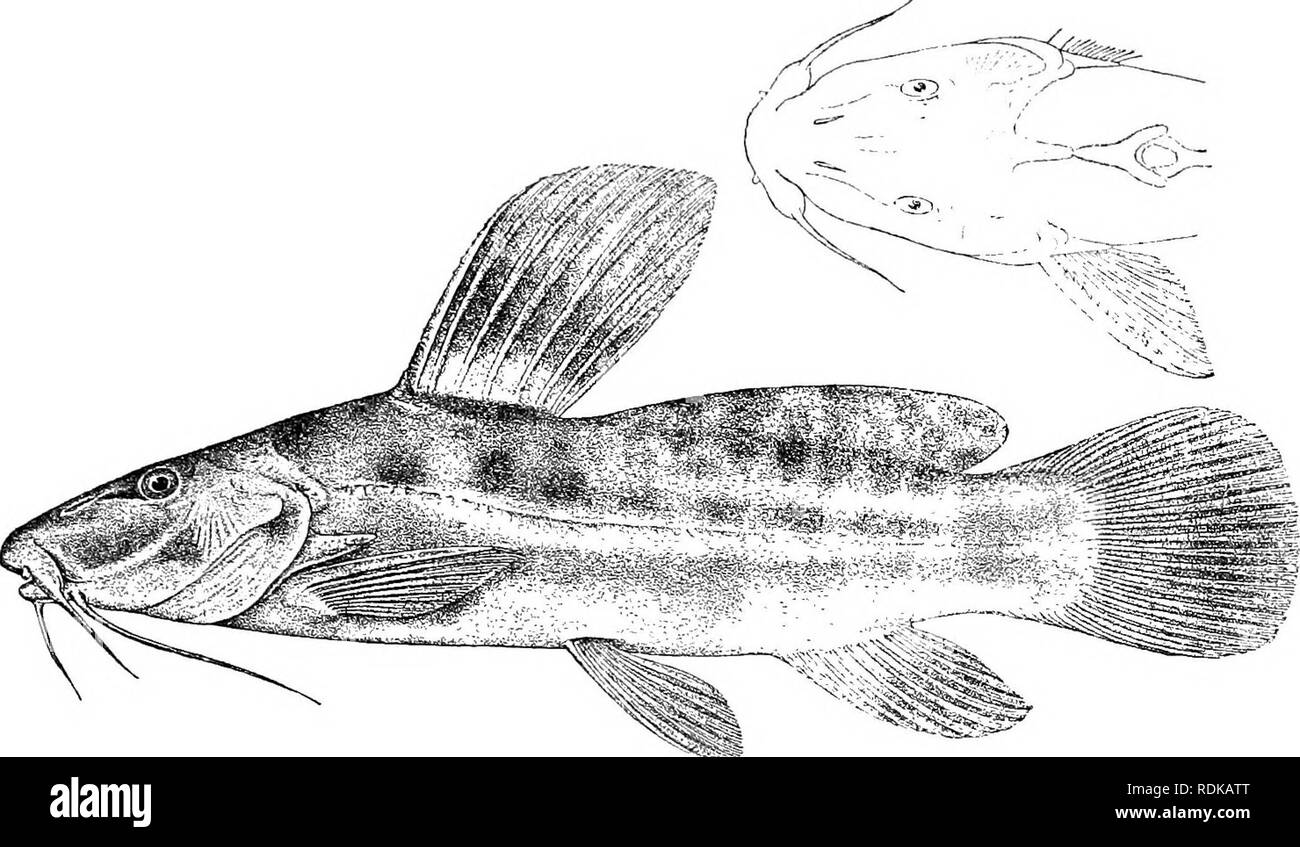. Catalogue of the fresh-water fishes of Africa in the British museum (Natural history) ... Fishes; Freshwater animals. AUCHENOGLANIS. 373 Brown above, with ill-defined large round darker spots above the lateral line and a longitudinal dark band below it; belly whitish, rayed fins without spots. Fig. 28 S.. Auchenoglanis altqiiiuds. Type. f. Total length 210 miilim. South Cameroon (Ja River, Congo System). 1. Type. Ja R. at Esamesa. G. L. Bates, Esq. (C.) 5. AUCHENOGLANIS BALLAYI. Pimelodus halaiji, Sauv. Bull. Soc. Pliilom. (7) iii. 1878, p. 98, and N. Arch. Mus. (2) iii. 1880, p. 44 ; Vaill. Stock Photo