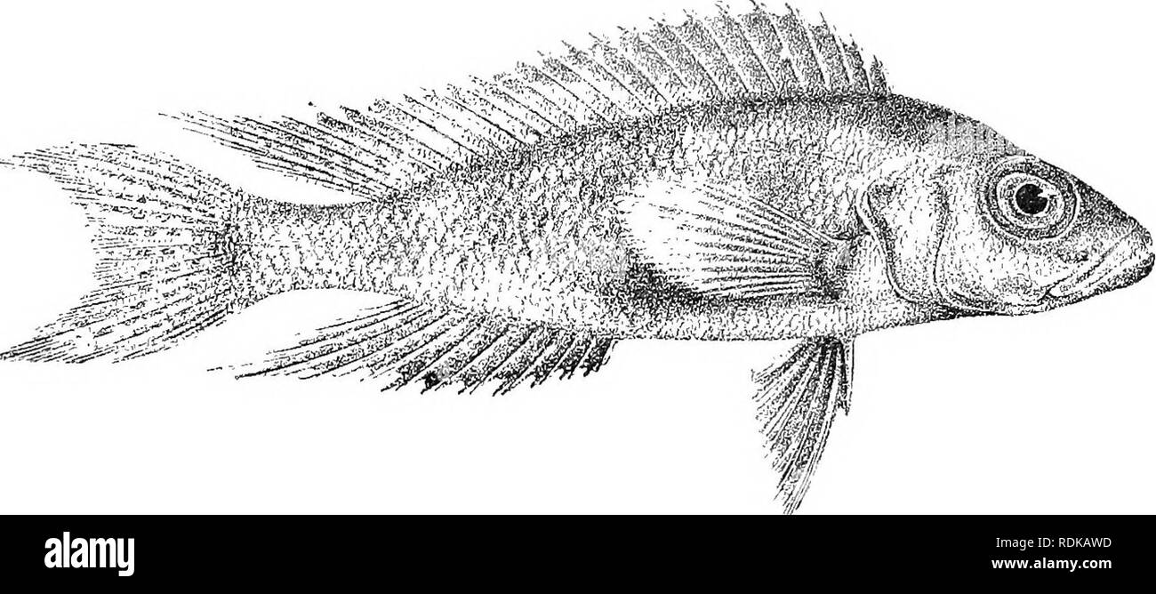 . Catalogue of the fresh-water fishes of Africa in the British museum (Natural history) ... Fishes; Freshwater animals. LAMPEOLOGUS. 48c 26. LAMPROLOGUS FURCIFER. Bouleng. Tr. Zool. Soc. xv. 1808, p. 0, pi. ii. fig. I, and Poiss. Bass. Congo, p. 407 (1901) ; Pollegr. Mem. Soc. Zool. France, xvi. 1904, p. 295. Depth of body 4 to 4| times in total length, length of head 2f to 3 times. Head twice as long as broad; snout as long as or a little longer than eye, which is 3| to of times in length of head and exceeds interorbital width; mouth extending to below anterior fourth of eye; 6 large canines, Stock Photo