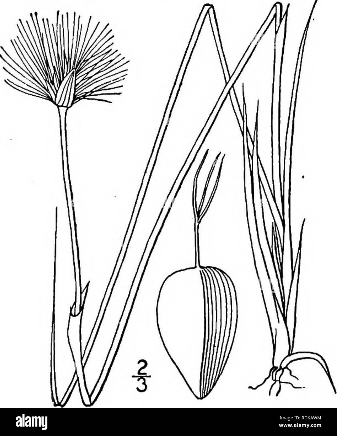 . An illustrated flora of the northern United States, Canada and the British possessions, from Newfoundland to the parallel of the southern boundary of Virginia, and from the Atlantic Ocean westward to the 102d meridian. Botany; Botany. 324 CYPERACEAE. Vol. I. 4. Eriophorum callithrix Cham. Sheathed Cotton-grass. Fig. 794.. E. vaginatum Torr. Fl. 65. 1824. Not L. E. callithrix Cham.; C. A. Meyer, Mem. Sav. Etrang. 1: 203. 1831. Plants not stoloniferous; culms tufted, stiff, ob- tusely triangular, forming tussocks, slender, 8'-2o' tall, leafless, except at the base, rough at the top, bearing 2  Stock Photo