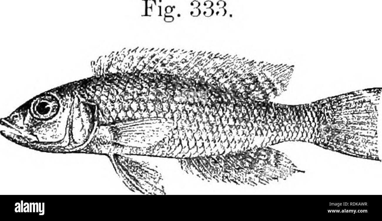 . Catalogue of the fresh-water fishes of Africa in the British museum (Natural history) ... Fishes; Freshwater animals. 482 CICIILID.E. fin; a sharply defined black opercular spot, edged with silvery in front. Total length 50 millim. T^ake Tanganyika. 1-2. Types. Tcmbwi. Dr. &quot;W. A. Cunnington (C). 25. LAMPROLOGUS KETICULATUS. Bouleng. Tr. Zool. Soc. xvii. 1906, p. 5G0, pi. xxxv. fig. 4. Depth of body 4 times in total length, length of head oj times. Head twice as long as broad; snout as long as eye, which is 3^ times in length of head and equals interorbital width ; mouth extending to bel Stock Photo