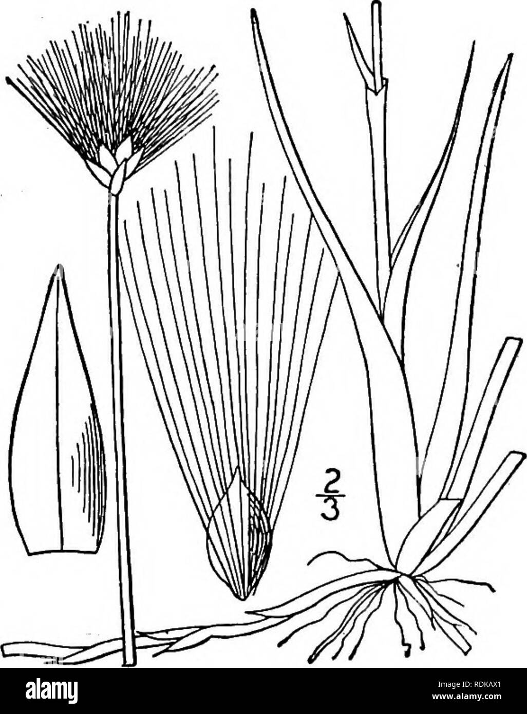 . An illustrated flora of the northern United States, Canada and the British possessions, from Newfoundland to the parallel of the southern boundary of Virginia, and from the Atlantic Ocean westward to the 102d meridian. Botany; Botany. 2. Eriophorum Scheuchzeri Hoppe. Scheuch- zer's Cotton-grass. Fig. 792. E. Scheuchzeri Hoppe, Taschenb. 1800: 104. 1800. E. capitatum Host, Gram. Aust. 1: 30. pi. 38. 1801. Stoloniferous; sheaths all blade-bearing or only the upper one bladeless; culms- slender, smooth, nearly terete, io'-i6' tall. Leaves filiform, channeled, usually much shorter 'than the culm Stock Photo