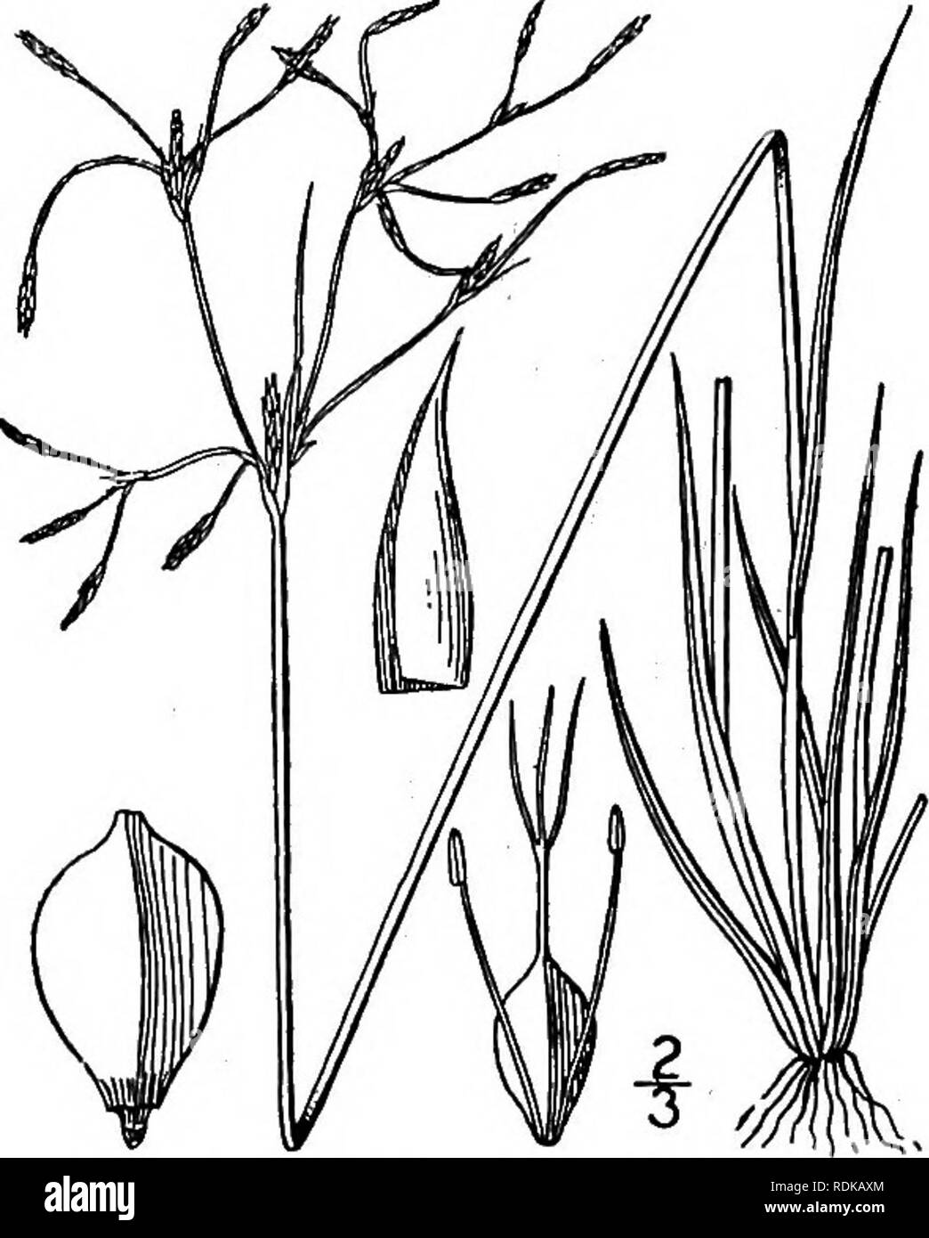 . An illustrated flora of the northern United States, Canada and the British possessions, from Newfoundland to the parallel of the southern boundary of Virginia, and from the Atlantic Ocean westward to the 102d meridian. Botany; Botany. 6. Fimbristylis geminata (Nees) Kunth. Low Fimbristylis. Fig. 789. Trichelostylis geminata Nees, in Mart. Fl. Bras. 21: 80. 1842. F.Frankii Steud. Syn. PI. Cyp. m. 1855. F. Frankii brachyactis Fernald, Rhodora 11: 180, 1909. Annual, tufted, glabrous, low, 6'-8' high or less. Culms very slender, compressed; basal leaves about i&quot; wide, usually shorter than t Stock Photo