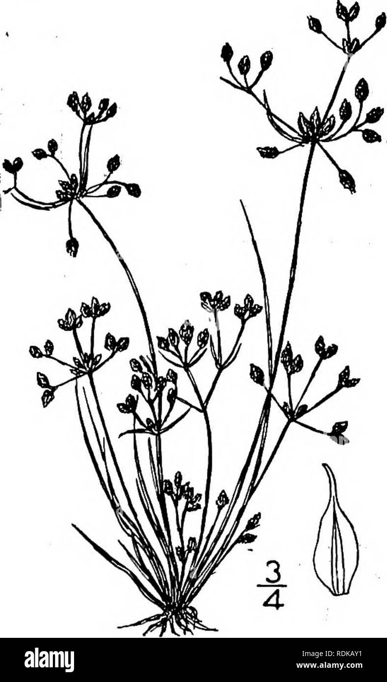 . An illustrated flora of the northern United States, Canada and the British possessions, from Newfoundland to the parallel of the southern boundary of Virginia, and from the Atlantic Ocean westward to the 102d meridian. Botany; Botany. 322 CYPERACEAE. Vol. I.. 6. Fimbristylis geminata (Nees) Kunth. Low Fimbristylis. Fig. 789. Trichelostylis geminata Nees, in Mart. Fl. Bras. 21: 80. 1842. F.Frankii Steud. Syn. PI. Cyp. m. 1855. F. Frankii brachyactis Fernald, Rhodora 11: 180, 1909. Annual, tufted, glabrous, low, 6'-8' high or less. Culms very slender, compressed; basal leaves about i&quot; wid Stock Photo