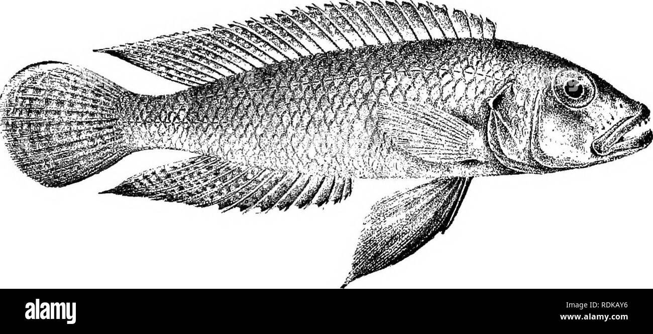 . Catalogue of the fresh-water fishes of Africa in the British museum (Natural history) ... Fishes; Freshwater animals. 476 CIC1IL1D.E. Total length 230 milliin. Lake Tanganyika.—Type in Congo Museum, Tervueren. 1 2. Ad. Kibwesi. P'-o£. J- E. S. Moore (C). •1 jjo-r Msambu. •' i-d. Ad. &amp; hori: Niamkolo. Dr. W. A. Cunnington (C 1(1. Skel. ,, &quot; 11. Ad. Moliro. Dr. L. Sfcappers (0.). 12-13. Ad. Vua Bay. » 18. LAMPllOLOGUS CALLIPTERUS. Bouleng. Tr. Zool. See. xvii. 190G, p. 5.59, pi. xxxvi. fig. 4. Depth of body equal to length of head, 3^ to 3i tunes in total length. Head twice as long as Stock Photo