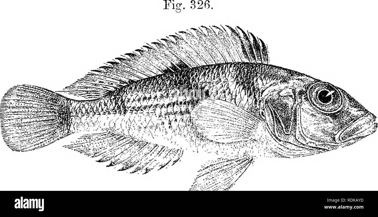 . Catalogue of the fresh-water fishes of Africa in the British museum (Natural history) ... Fishes; Freshwater animals. LAMPEOLOGUS. 4 it) 17. LAMPROLOGUS LEMAIRII. Boiileiig. Tr. Zool. Soc. xv. 189'9, p. 88, pi. xviii. fig. 1, Ann. Mus. Congo, Zool. i. p. 140, pi. liii. fig. 1 (1900), and Poiss. B.iss. Congo, p. 402 (1901) ; Pellegr. Mem. Soc. Zool. France, xvi. 1904, p. 292 ; Bouleng. Tr. Zool. Soc. xvii. 1906, p. 558. Depth of body 3 to 5^ times in total length, length of head 2f to 3 times. Head If to 2 times as long as broad; snout as long as or a little longer than eye, which is 3 to 4 t Stock Photo