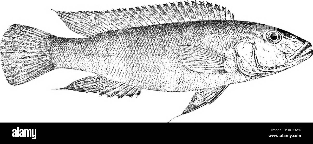 . Catalogue of the fresh-water fishes of Africa in the British museum (Natural history) ... Fishes; Freshwater animals. 474 CICHLID.E. ]C. LAMPROLOGUS CDNNINGTONI. Bouleng. Tr. Zool. Soc. xrii. ]00G, p. 557, pi. xxxvi. fig. 2. Depth of body 3f to 4^ times in total length, length of head 3^ times. Head twice as long as broad, Avith straight or slightly convex upper profile; snout obtusely pointed, 1^ to 2 times as long as eye, which is contained 4 to 5 times in length of head and 1 to 1^ times in interorbital width; mouth not extending quite to below anterior border of eye; 6 large canines in f Stock Photo