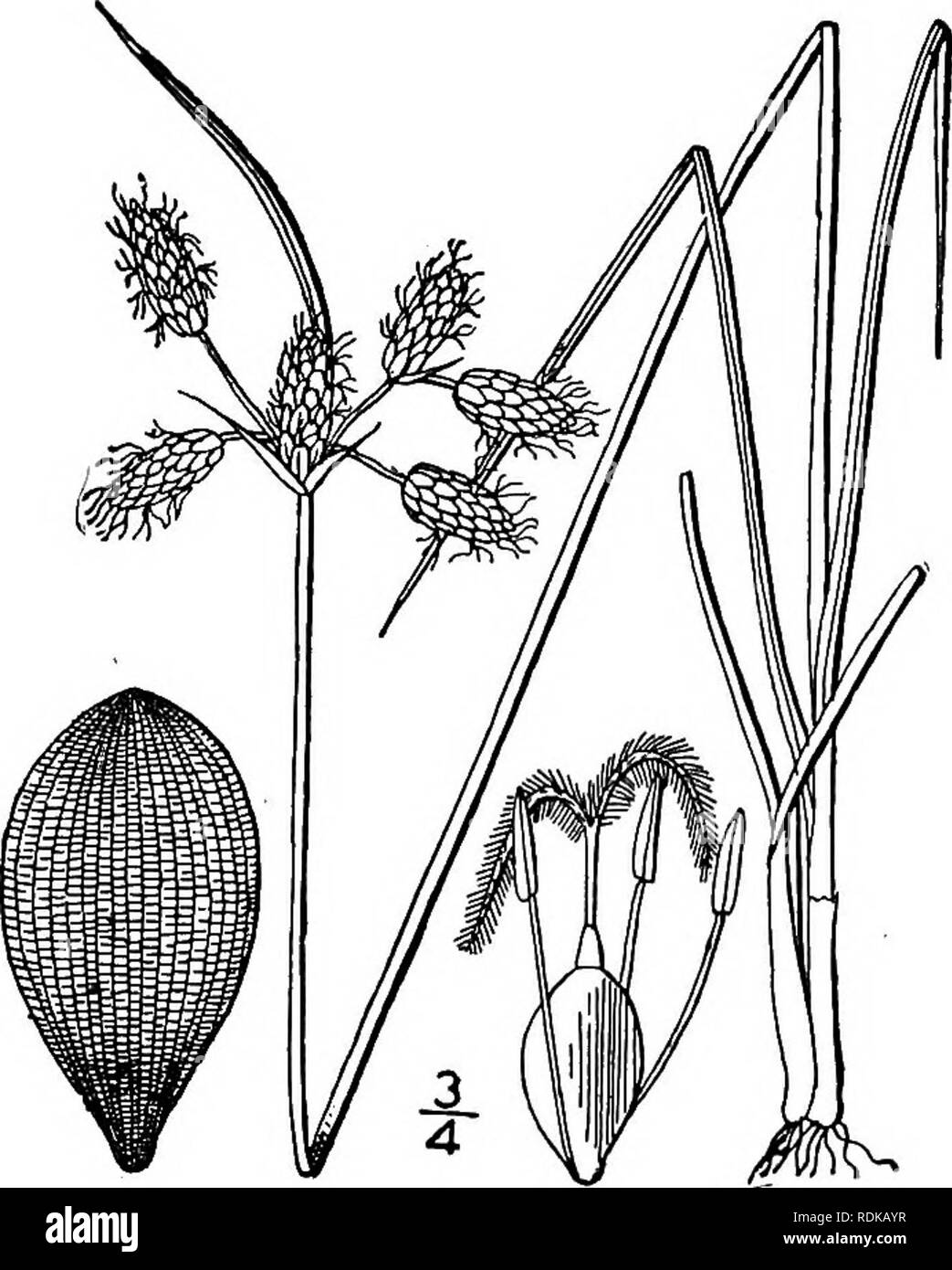 . An illustrated flora of the northern United States, Canada and the British possessions, from Newfoundland to the parallel of the southern boundary of Virginia, and from the Atlantic Ocean westward to the 102d meridian. Botany; Botany. Genus 5. SEDGE FAMILY. 321. 3. Fimbristylis puberula (Michx.) Vahl. Hairy Fimbristylis. Fig. 786. Scirpus puberulus Michx. Fl. Bor. Am. 1: 31. 1803. F. puberula Vahl, Enum. 2: 289. 1806. Perennial by stout rootstocks, culms slender, 3-angled, 8'-2° tall, usually exceeding the leaves. Leaves involute, less than 1&quot; wide when un- rolled, often more or less pu Stock Photo