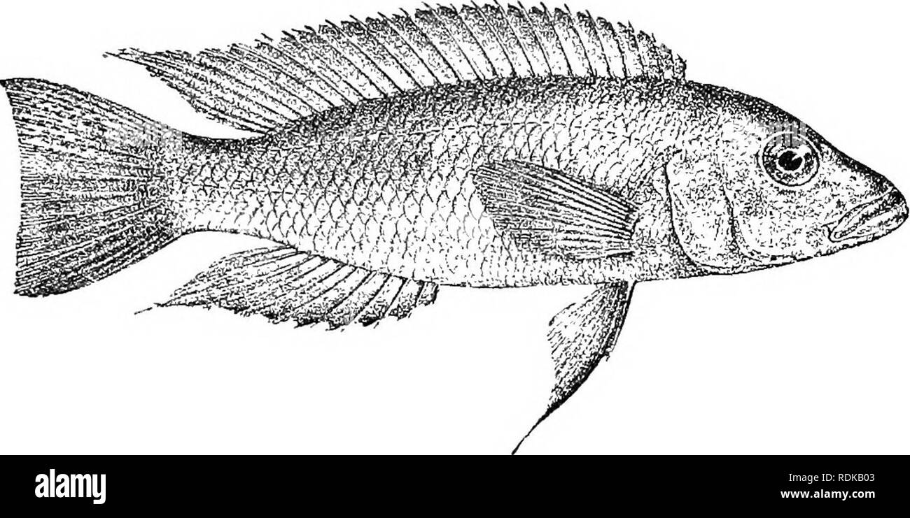 . Catalogue of the fresh-water fishes of Africa in the British museum (Natural history) ... Fishes; Freshwater animals. LA5IPE0L0GUS. as long as deep. Scales 4 2-46 ,-|e?t; lateral lines 13-U ' 9-1 i • 471 Uniform grey to olive, rather lighter below; dorsal edged with yellow, Avith yellow Fiff. 323.. Lamprologns mondahu. Type (Tr. Z. S. 1906). |. spots; upper half of caudal minutely spotted with yellow, lower half darker. Total length 105 millim. Lake Tanganyika. 1-2. Types. Kaboge. Dr. W. A. Cannington (C,). 12. LAMPROLOGUS PSTEINDAOHNERI. JuJidochromis elongatns, Steind. Anz. Ak. Wien, 1909, Stock Photo