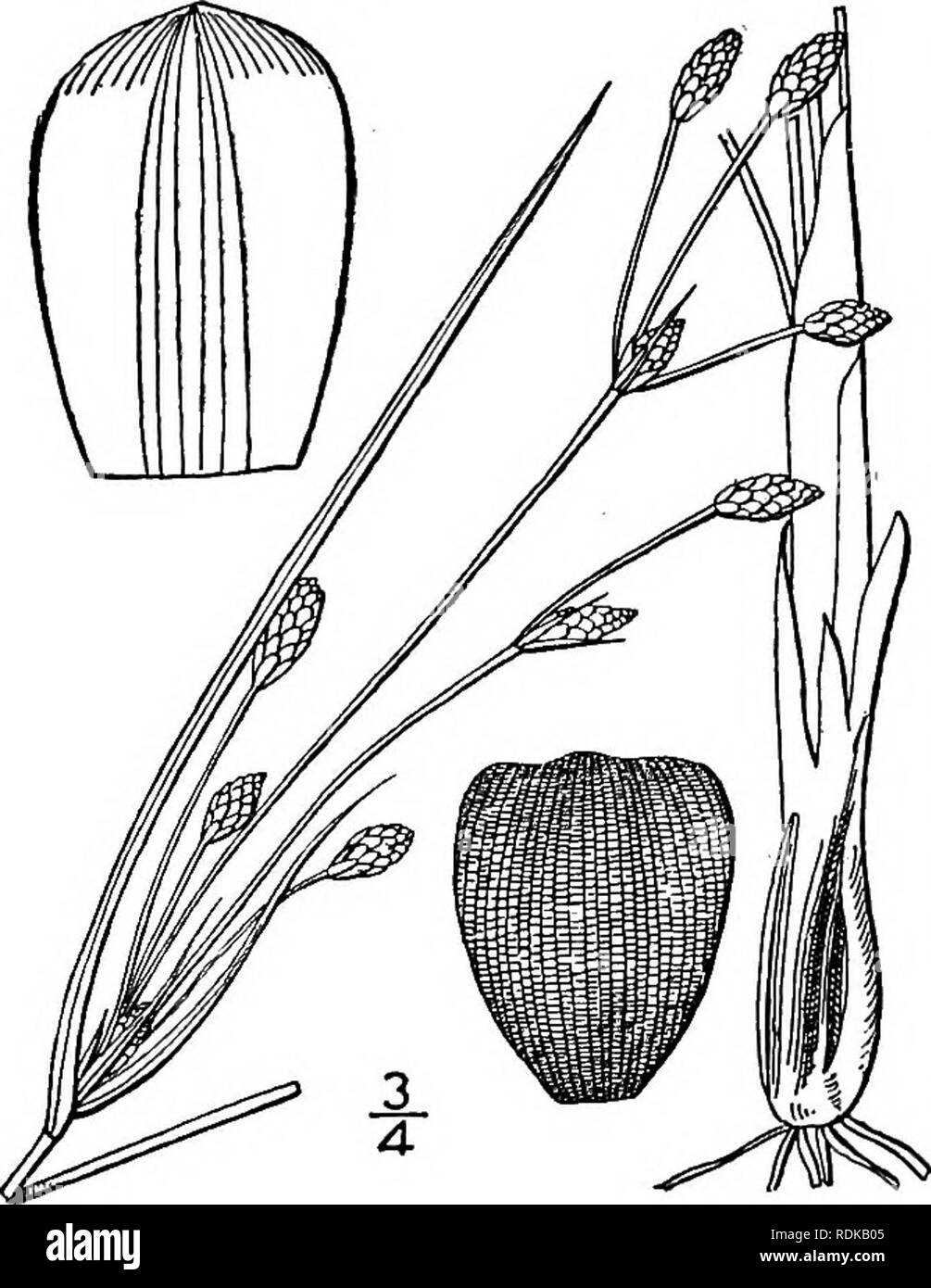 . An illustrated flora of the northern United States, Canada and the British possessions, from Newfoundland to the parallel of the southern boundary of Virginia, and from the Atlantic Ocean westward to the 102d meridian. Botany; Botany. 32° CYPERACEAE. Vol. I. A large genus, the species about 125, widely distributed. Besides the following, some 5 others occur in southern and western North America. Type species: Fimbristylis acuminata Vahl. Style 2-cleft; achene lenticular or biconvex. Culms 8'—30 tall; spikelets umbellate; style mostly pubescent. Perennial; leaves involute. Scales glabrous. Sc Stock Photo