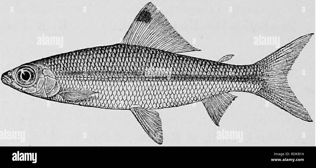 . Catalogue of the fresh-water fishes of Africa in the British museum (Natural history) ... Fishes; Freshwater animals. ] 94 ADDENDA, VOL. I. 15. DISTICHODUS EOSTEATUS, Gthr. Pellegr. Poiss. Bass. Tchad, p. 81, fig. (1914). Add:— 27. Hgr. Lagoon at Asaba, Lower Niger. Major G. E. Bruce (P.). 28-33. Yg. Aboina B., Cross E. Capt. E. D. Gavd'ner (P.). 34-35. Yg. Abinsi, Benue E., N. Nigeria. Dr. J. M. Dalziel (P.). 17. DISTICHODUS LUSOSSO, Schiltli. Steind. Denkschr. Ak. Wien, Ixxxix. 1913, p. 21. 17 a. DISTICHODUS ANSOEGII. Bouleng. Ann. &amp; Mag. N. H. (8) vii. 1911, p. 373.. Depth of body 3f  Stock Photo