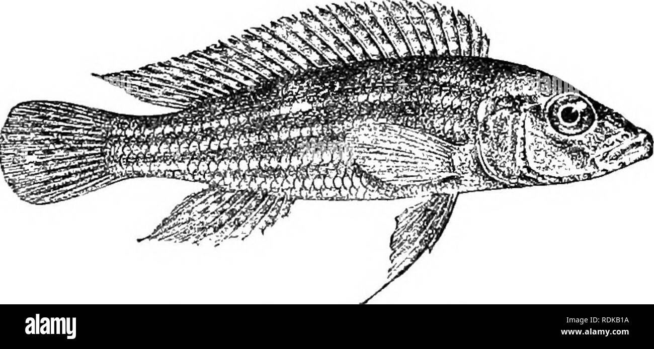 . Catalogue of the fresh-water fishes of Africa in the British museum (Natural history) ... Fishes; Freshwater animals. 462 CICHLID^. II. Caudal deeply notched. D. XIX-XXI 7-9; A. VI-VII 5-6; Sc. 50-60 j|=|g; 14-16 gill-rakers on lower part of anterior arch 26. L.furcifer, ^gi, j). i83. Julidochromis ocellatus, Steind. Anz. Ak. Wien, 1909, p. 402, from L. Tanganyika, probably belongs to this genus, but I am unable to suggest its proper place in the system without an examination of the type-specimen, preserved in the Vienna Museum. 1. LAMPIIOLOGUS BREVIANALIS. Boiileng. Tr. Zool. Soc. xvii. 19 Stock Photo