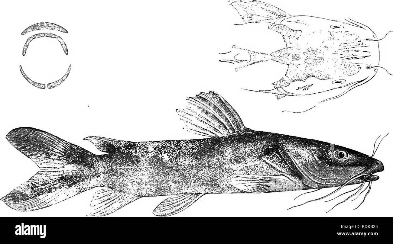 . Catalogue of the fresh-water fishes of Africa in the British museum (Natural history) ... Fishes; Freshwater animals. 342 SILUEID^E. 1. CLAROTES LATICEPS. Pimelodus laticeps, Riipp. Beschr. n. Fische Nil, p. 7, pi. i. fig. 2 (1829). Bagrus nigrita, Cuv. &amp; Val. Hist. Poiss. xiv. p. 426, pi. ccccxvi. (1839). Bagrus laticeps, Heckel, Russegger's Reise Egypt, iii. p. 331 (1849). Clarotes henglinii, Kner, Sitzb. Ak. Wien, xvii. 1855, p. 313, pis. i. &amp; ii. ; Hyrtl, Denkschr. Ak. Wien, xvi. 1858, p. 1, pi.— ; Kner, Arch. f. Naturg. 1865, ii. p. 101. Octonemalichthys nigrita, Bleek. Act. Soc Stock Photo