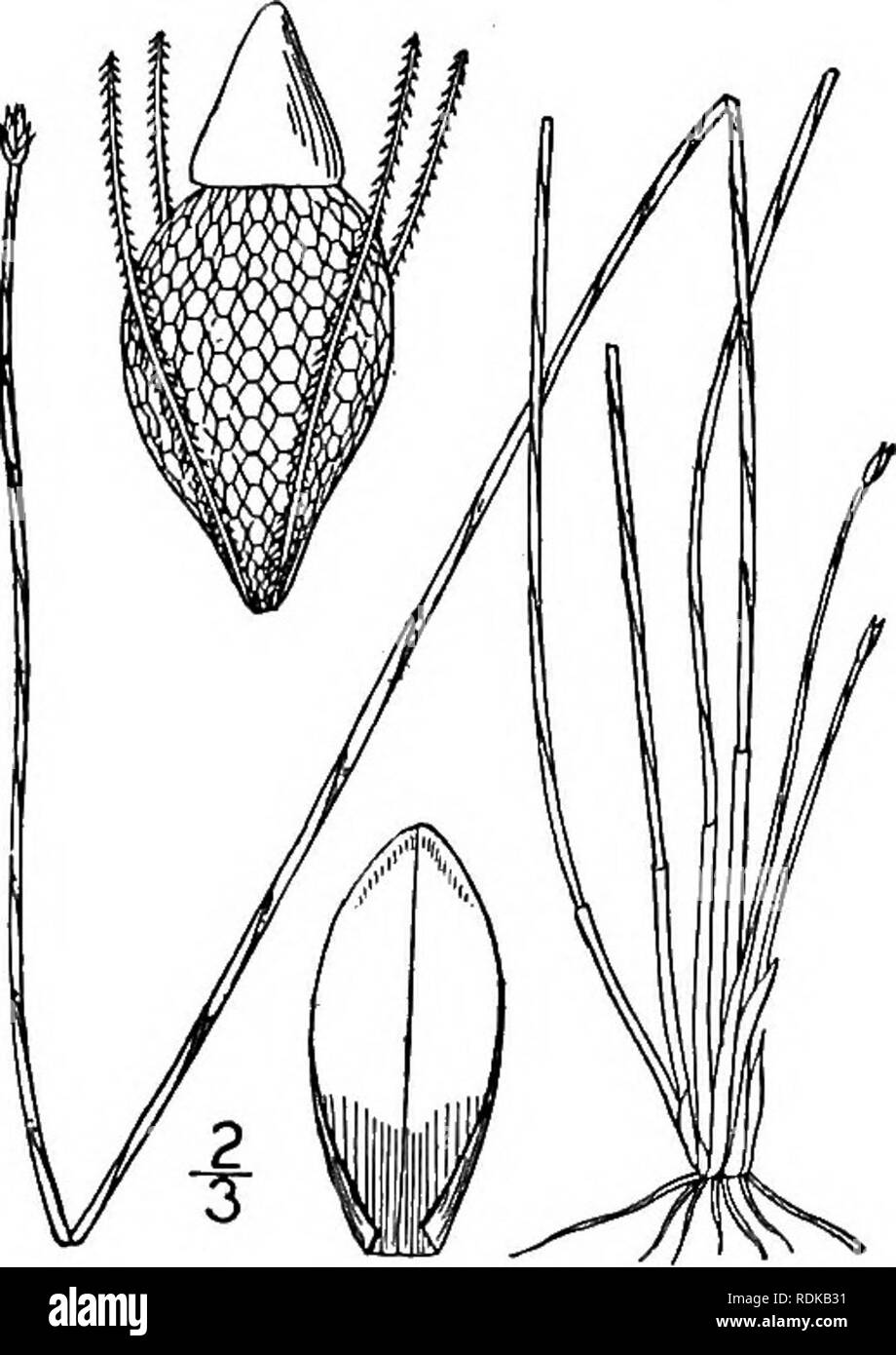 . An illustrated flora of the northern United States, Canada and the British possessions, from Newfoundland to the parallel of the southern boundary of Virginia, and from the Atlantic Ocean westward to the 102d meridian. Botany; Botany. 3i6 CYPERACEAE. Vol. I.. 16. Eleocharis simplex (Ell.) A. Dietr. Twisted Spike-rush. Fig. 773. Scirpus simplex Ell. Bot. S. C. &amp; Ga. 1: 76. 1816. Scirpus toriilis Link, Jahrb. 3: 78. 1820. Eleocharis tortilis Schultes, Mant. 2: 92. 1824. Eleocharis simplex A. Dietr. Sp. PI. 2: 78. 1833. Annual, roots fibrous, culms tufted, filiform, sharply 3-angled, pale g Stock Photo