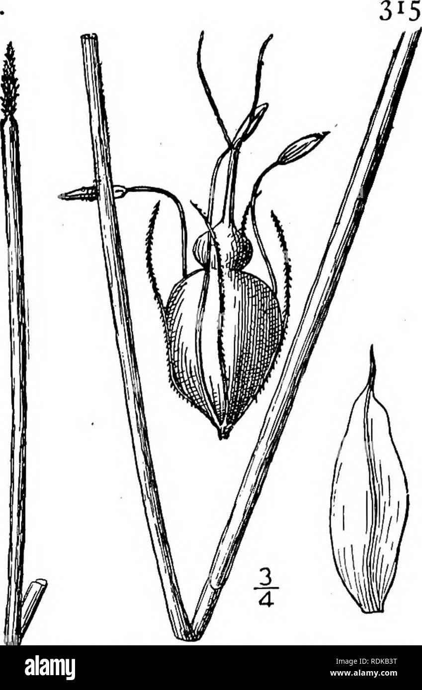 . An illustrated flora of the northern United States, Canada and the British possessions, from Newfoundland to the parallel of the southern boundary of Virginia, and from the Atlantic Ocean westward to the 102d meridian. Botany; Botany. Genus 3. SEDGE FAMILY. 13. Eleocharis Smallii Britton. Small's Spike- rush. Fig. 770. E. Smallii Britton, Torreya 3 : 23. 1903. Perennial by rootstocks; culms rather stout, about 2° high, and i&quot;-ii&quot; thick; top of the basal sheath ob- lique ; spikelet cylindric to conic-cylindric, acute, about 8&quot; long, about as thick as the culm; scales lanceolate Stock Photo