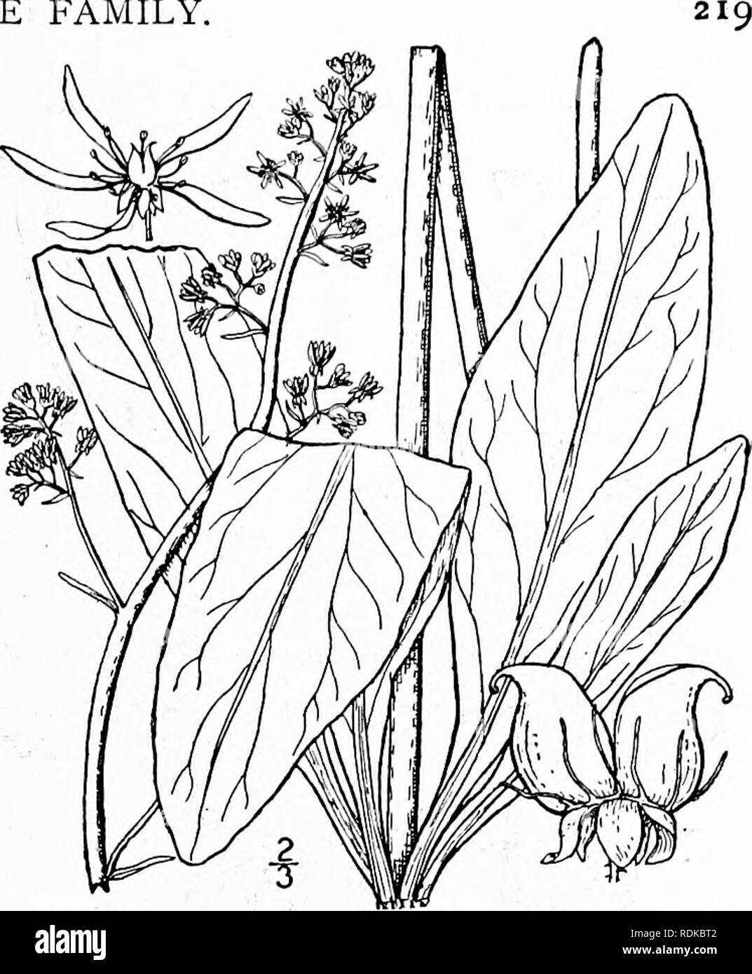 . An illustrated flora of the northern United States, Canada and the British possessions, from Newfoundland to the parallel of the southern boundary of Virginia, and from the Atlantic Ocean westward to the 102d meridian. Botany; Botany. 5. Micranthes micranthidifolia (Haw.) SmalL Lettuce Saxifrage. Fig. 2160. Rohertsonia micranthidifolia Haw. Syn. PI. Succ. 322. 1812. Saxifraga erosa Pursh, FI. Am. Sept. 311. 1814. 5. micranthidifolia B.S.P. Prel. Cat. N. Y. 17. 1888. M. micranthidifolia Small, Fl. SE. U. S. 501. 1903. Scape rather slender, more or less viscid, i°-3° high, bracted above. Leave Stock Photo