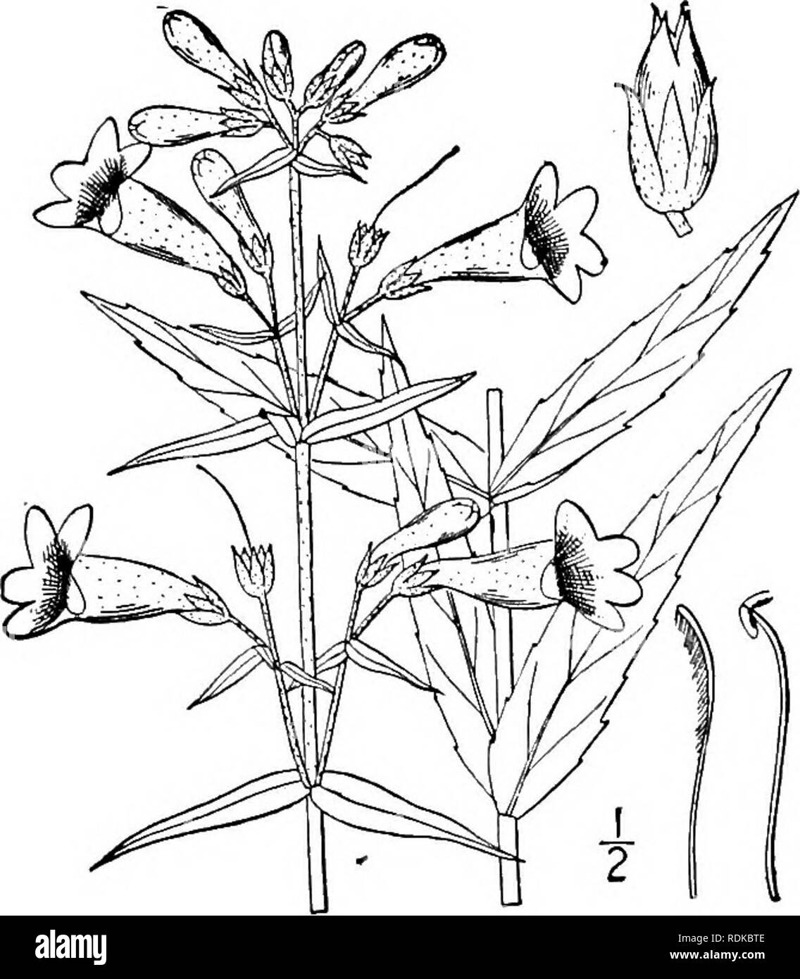 . An illustrated flora of the northern United States, Canada and the British possessions, from Newfoundland to the parallel of the southern boundary of Virginia, and from the Atlantic Ocean westward to the 102d meridian. Botany; Botany. 9. Pentstemon gracilis Nutt. Slender Beard-tongue. Fig. 3763. Pentstemon gracilis Nutt. Gen. 2 : 52. 1818. Glabrous or very nearly so up to the glandular- pubescent inflorescence; stem slender, strict, 6-18' high. Basal and lower leaves linear-oblong or spatulate, mostly obtuse, denticulate, or entire, I'-3' long, narrowed into margined petioles; upper leaves s Stock Photo