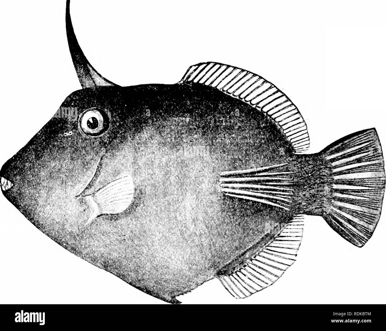 . A guide to the study of fishes. Fishes; Zoology; Fishes. FiQ. 346.—File-fish, Osbeckia loevis {scripta). Wood's Hole, Mass. Alutera guntheriana, largest in size, among the commonest. Both of these are large fishes without ventral spine. Monacanthus chinensis, with a great, drooping dewlap of skin behind the. Fig. 347.—The Needle-bearing File-fish, Amanses scopas of Samoa. ventral spine, is found on the coast of China. Of the numerous Japanese species, the most abundant and largest is Pseud onion-. Please note that these images are extracted from scanned page images that may have been digital Stock Photo