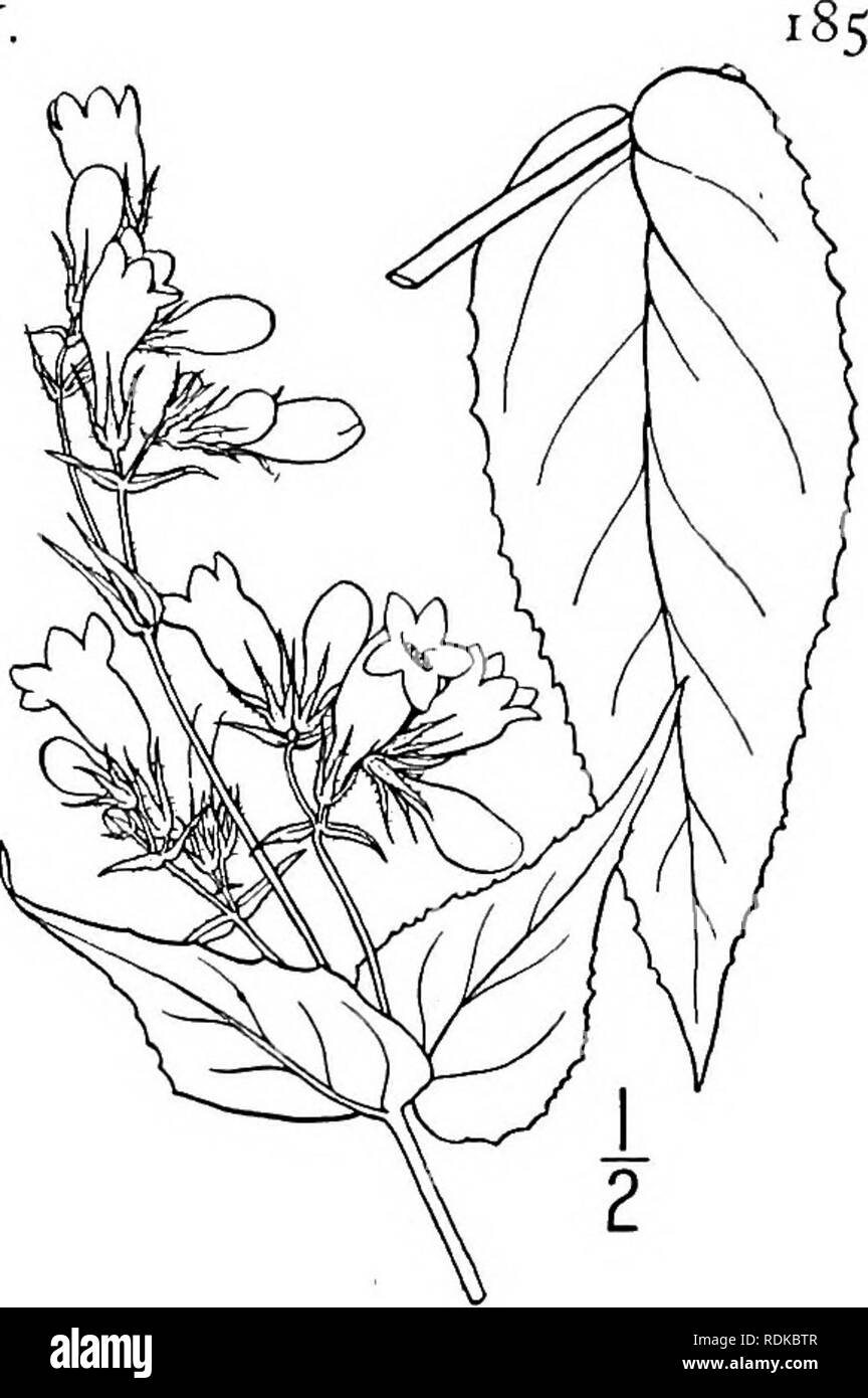 . An illustrated flora of the northern United States, Canada and the British possessions, from Newfoundland to the parallel of the southern boundary of Virginia, and from the Atlantic Ocean westward to the 102d meridian. Botany; Botany. Genus g. FIGWORT FAMILY. 8. Pentstemon calycosus Small. Long-sepaled Beard-tongue. Fig. 3762. Pentstemon calycosus Small, Bull. Torr. Club 25: 470. Glabrous except a few scattered hairs in the in- florescence and lines of puberulence on the inter- nodes, deep green. Leaves various, the basal spatulate, 2'-6' long, entire or undulate, with winged petioles; lower Stock Photo