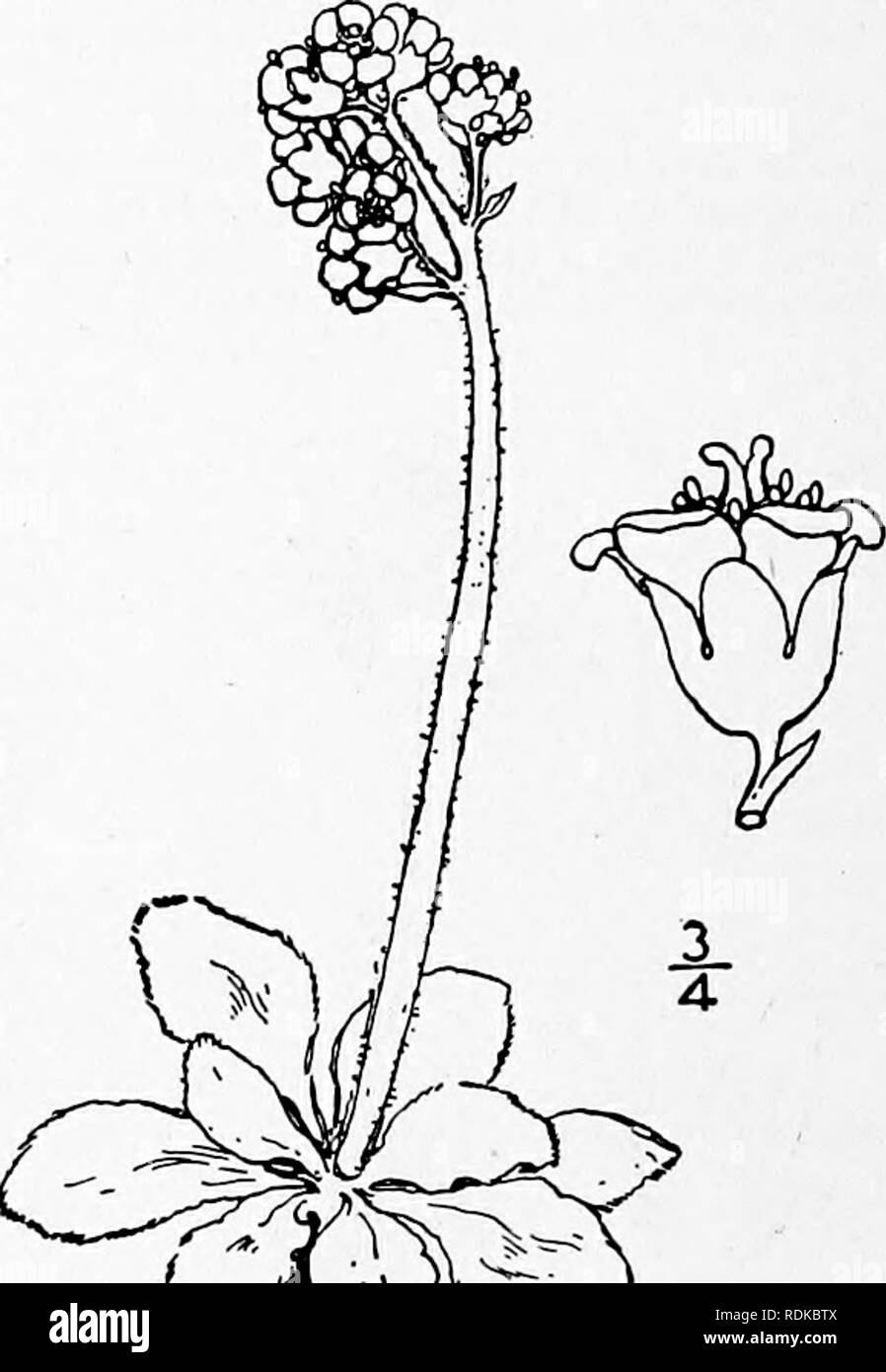 . An illustrated flora of the northern United States, Canada and the British possessions, from Newfoundland to the parallel of the southern boundary of Virginia, and from the Atlantic Ocean westward to the 102d meridian. Botany; Botany. I. Micranthes nivalis (L.) Small. Clustered Alpine Saxifrage. Fig. 2156. Saxifraga nivalis'L. Sp. Fl. 401. 1753. Micranthes nivalis Small, N. A. Flora 22-: 136. 1905. Seldom over 6' high. Scape viscid, haked, or bracted at the base of the capitate sometimes branched inflorescence; leaves ovate or oval, narrowed into a margined petiole, thick; flowers white, 3&q Stock Photo