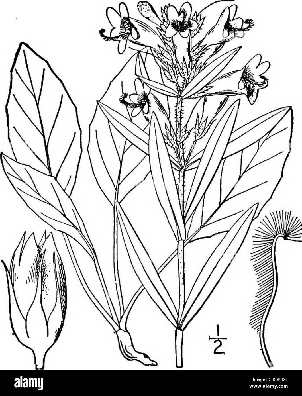 . An illustrated flora of the northern United States, Canada and the British possessions, from Newfoundland to the parallel of the southern boundary of Virginia, and from the Atlantic Ocean westward to the 102d meridian. Botany; Botany. 3. Pentstemon pallidus Small. Pale Beard- tongue. Fig. 3757. Pentstemon pallidus Small, Fl. SE. U. S. 1060. 1903. Puberulent, or sometimes canescent-puberulent; stem 3°-9° tall. Basal and lower stem-leaves with oblong elliptic or nearly spatulate blades; upper stem-leaves few, the blades oblong, lanceolate or linear-lanceolate, rather remotely toothed, partly c Stock Photo