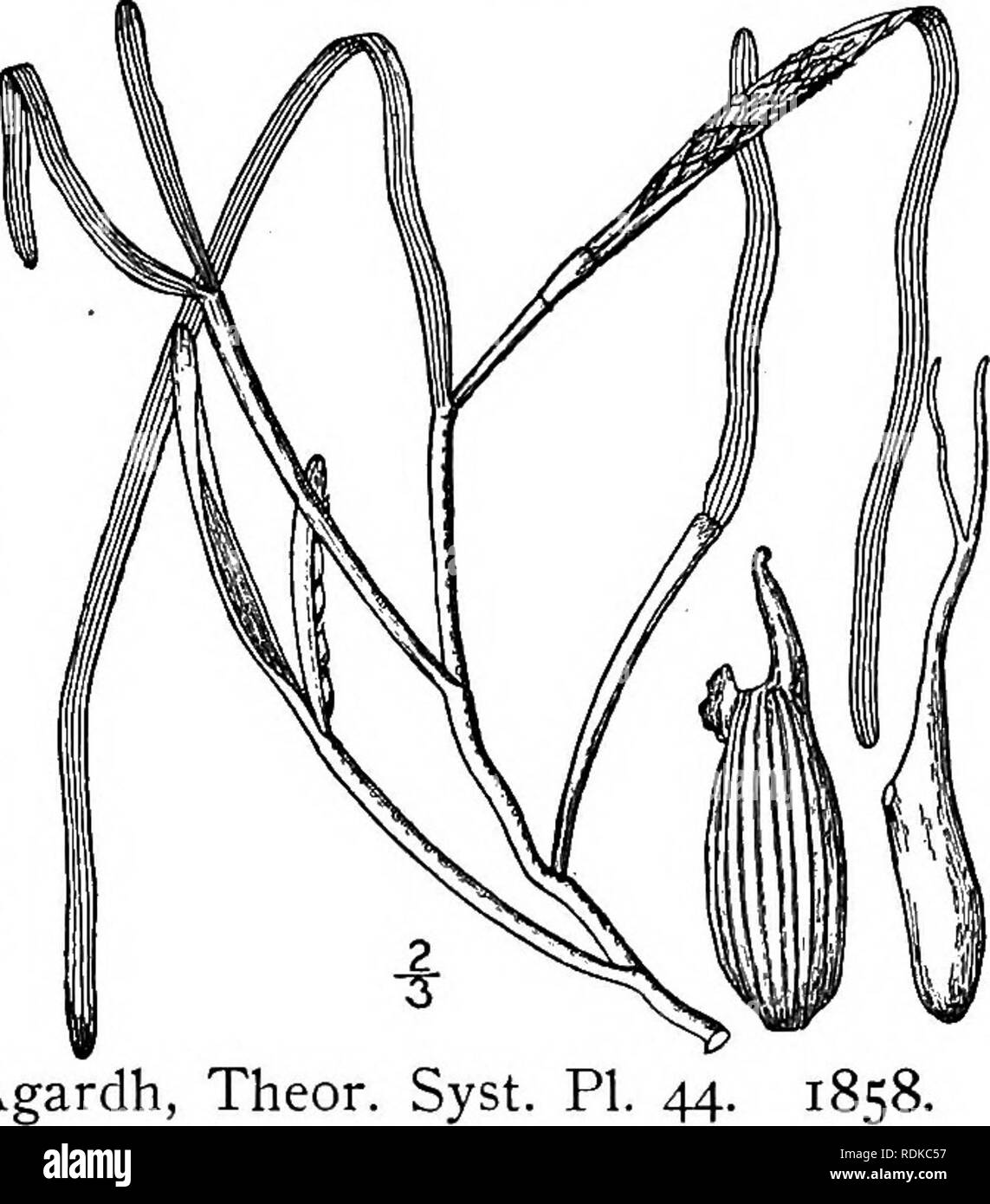 . An illustrated flora of the northern United States, Canada and the British possessions, from Newfoundland to the parallel of the southern boundary of Virginia, and from the Atlantic Ocean westward to the 102d meridian. Botany; Botany. Genus i. EEL-GRASS FAMILY. on a one-sided spadix and enclosed in a close fitting ultimately rupturing spathe. Perianth none, but some of the flowers covered by a hyaline envelope. Staminate flower of a single, sessile, i-celled anther. Pistillate flower of two, united carpels, with a short or elongated style and 2 thread-like stigmas. Seeds ribbed or smooth. Re Stock Photo