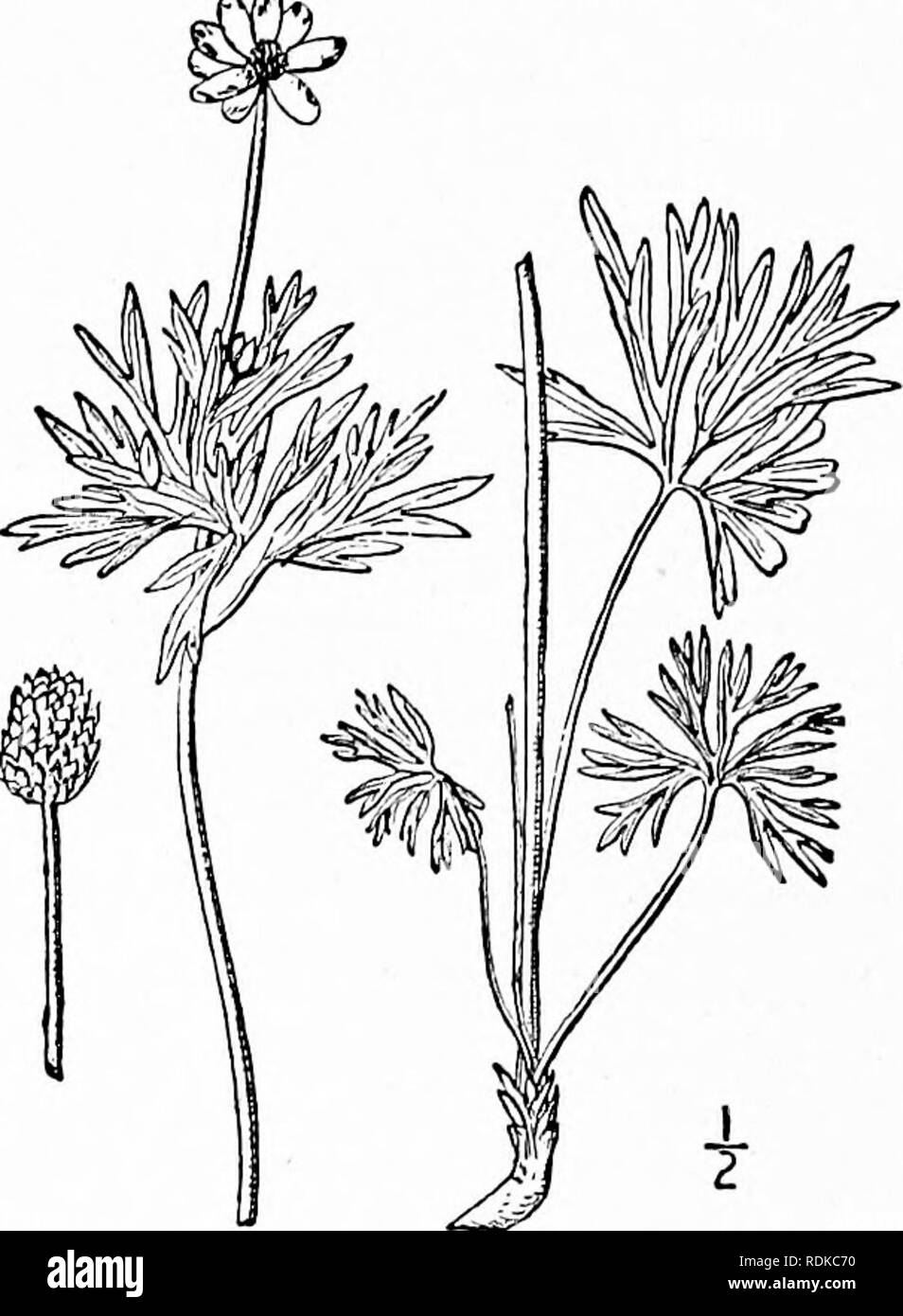 . An illustrated flora of the northern United States, Canada and the British possessions, from Newfoundland to the parallel of the southern boundary of Virginia, and from the Atlantic Ocean westward to the 102d meridian. Botany; Botany. Sparingly hairy, 4'-i2' high from slender rootstocks. Basal leaves long-petioled, 3-parted, the broadly wedge- shaped divisions obtusely lobed or crenate, those of the involucre nearly sessile, similarly lobed; flower i' in diam- eter or less; sepals oval, very obtuse, white; head of fruit short-oval or globose; achenes densely woolly. I Labrador, Newfoundland  Stock Photo