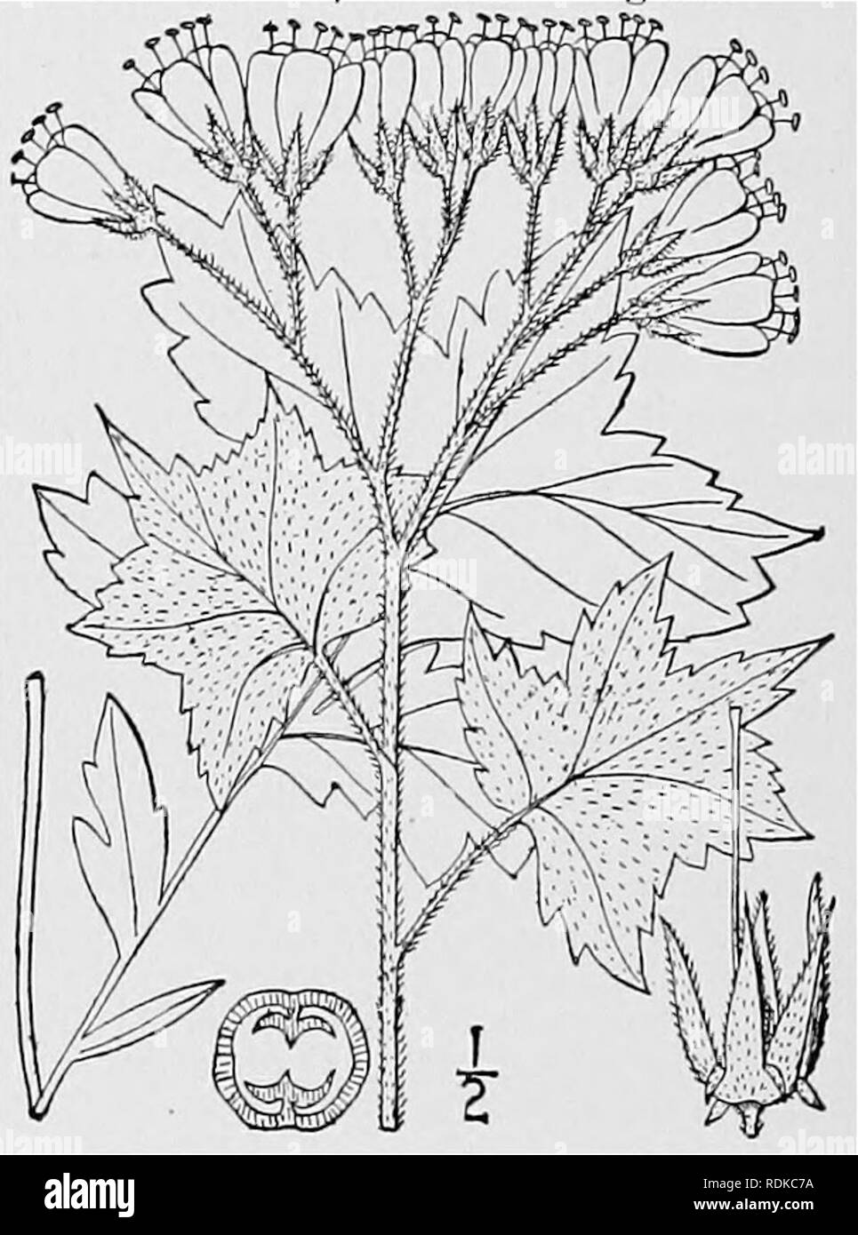 . An illustrated flora of the northern United States, Canada and the British possessions, from Newfoundland to the parallel of the southern boundary of Virginia, and from the Atlantic Ocean westward to the 102d meridian. Botany; Botany. H. patens Britton, of Minnesota, differs in having the calyx-segments appressed to the corolla, the corolla-segments with spreading tips. 2. Hydrophyllum macrophyllum Nutt. Large-leaved Water-leaf. Fig. 3485. H. macrophyllum Nutt. Journ. Phila. Acad. 7: in. 1834. Perennial by scaly rootstocks, villous-hirsute all over; stem rather stout, 20-3° high. Lower leave Stock Photo