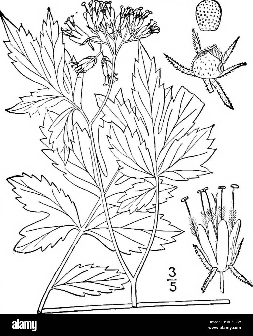 . An illustrated flora of the northern United States, Canada and the British possessions, from Newfoundland to the parallel of the southern boundary of Virginia, and from the Atlantic Ocean westward to the 102d meridian. Botany; Botany. Genus i. WATER-LEAF FAMILY. 65 Family 23. HYDROPHYLLACEAE Lindl. Nat. Syst. Ed. 2, 271. 1836. Water-leaf Family. Herbs, mostly hirsute, pubescent or scabrous, with alternate or basal, rarely opposite leaves, and perfect regular 5-parted flowers, in scorpioid cymes, spikes or racemes, or rarely solitary. Calyx inferior, deeply cleft or divided, the sinuses somet Stock Photo