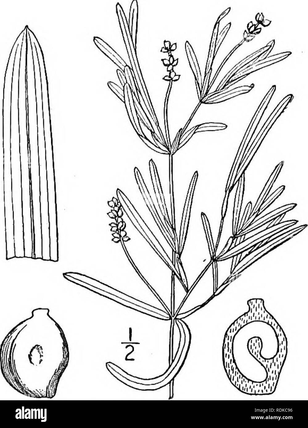 . An illustrated flora of the northern United States, Canada and the British possessions, from Newfoundland to the parallel of the southern boundary of Virginia, and from the Atlantic Ocean westward to the 102d meridian. Botany; Botany. Genus i. PONDWEED FAMILY. §3 23. Potamogeton Friesii Ruprecht. Pondweed. Fig. 196. Fries' Bot. 3:. Potamogeton compressus J. E. Smith, Engl. pi. 418. 1794. Not L. 1753. Potamogeton pusillus var. major Fries, Novit. Ed. 2, 48. 1828. Potamogeton Friesii Ruprecht, Beitr. Pfl. Russ. Reichs, 4: 43- 1845. Potamogeton major Morong, Mem. Torr. Club, 3 : Part 2, 41. 189 Stock Photo