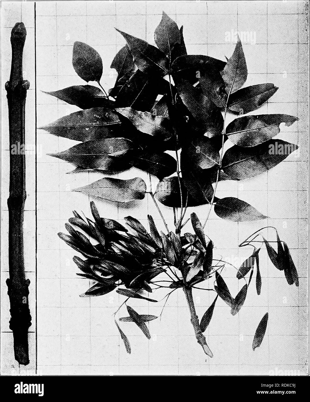 . Handbook of the trees of the northern states and Canada east of the Rocky Mountains, photo-descriptive . Trees. BLUE ASH. Fnuxinus quadrangulata Miclix.. Fig-, 46,;. Branchlet with mature leaves and fruit, i ; Ijranchlet ir. winte 464. Trunk of a forest tree near Allenton, Mo.. Please note that these images are extracted from scanned page images that may have been digitally enhanced for readability - coloration and appearance of these illustrations may not perfectly resemble the original work.. Hough, Romeyn Beck, 1857-1924. Lowville, N. Y. : Romeyn Beck Hough Stock Photo