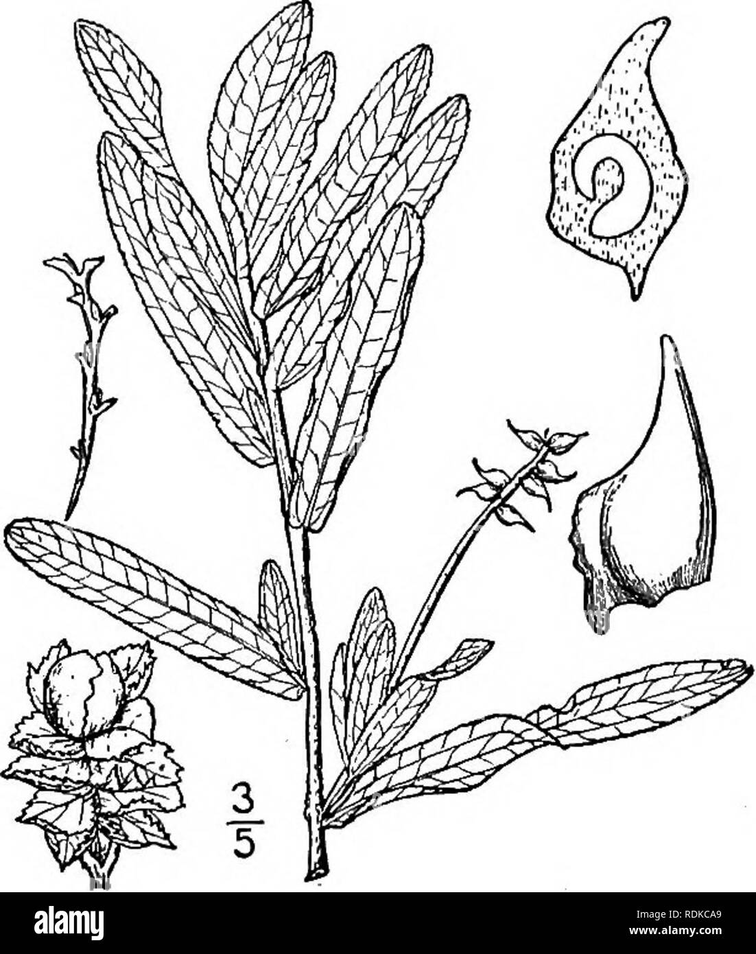 . An illustrated flora of the northern United States, Canada and the British possessions, from Newfoundland to the parallel of the southern boundary of Virginia, and from the Atlantic Ocean westward to the 102d meridian. Botany; Botany. 17. Potamogeton confervoides Reichb. Alga-like Pond weed. Potamogeton confervoides Reichb. Ic. Fl. Germ. &amp; Helv. 7: 13- 1845. Potamogeton trichoides A. Gray, Man. 457. 1848. Not Cham. Potamogeton Tuckermani Robbins ; A. Gray, Man. Ed. 2, 434. 1856. Stems slender, terete, much branched, the upper branches repeatedly forking, 6'-i8' long. Leaves very delicate Stock Photo
