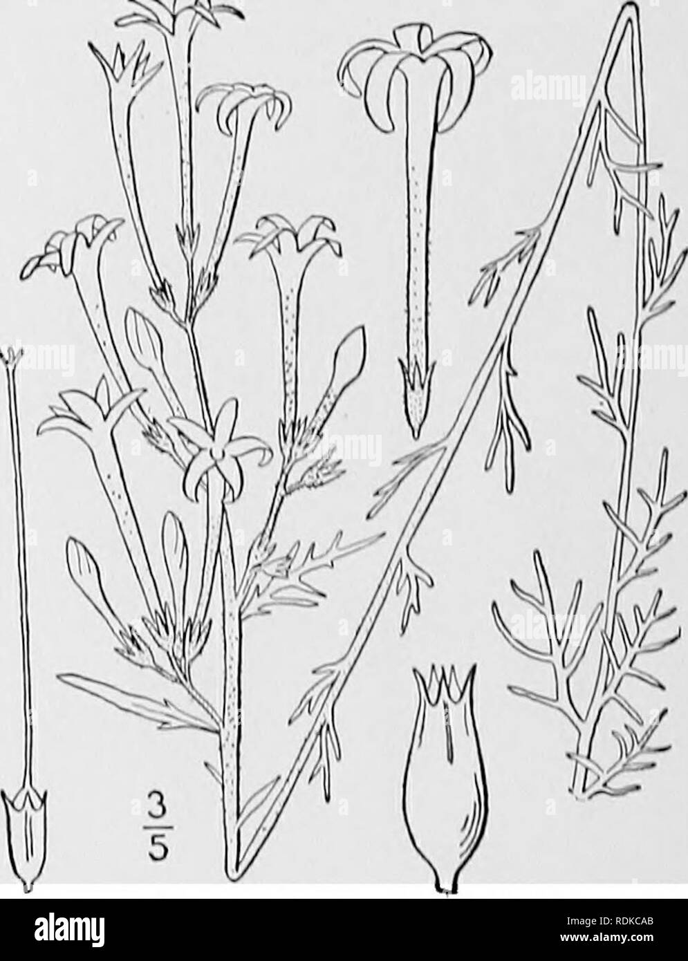 . An illustrated flora of the northern United States, Canada and the British possessions, from Newfoundland to the parallel of the southern boundary of Virginia, and from the Atlantic Ocean westward to the 102d meridian. Botany; Botany. 3. Gilia pinnatifida Nutt. Small-flowered Gilia. Fig. 3474. Gilia pinnatifida Nutt.; A. Gray, Proc. Am. Acad. 8: 276. 1870. Biennial or perennial from a deep root, much branched, viscid-glandular, 6'-2° high. Leaves thick, pinnatilid, the basal tufted, 1-3' long, the segments linear-oblong, sometimes toothed, ob- tuse or acutish, 2&quot;-6&quot; long, those of  Stock Photo