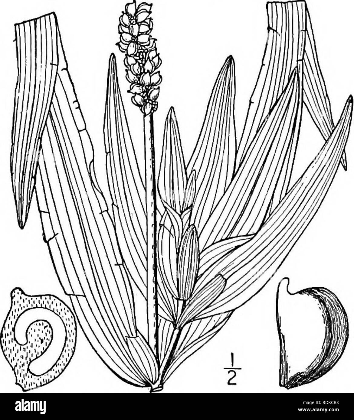 . An illustrated flora of the northern United States, Canada and the British possessions, from Newfoundland to the parallel of the southern boundary of Virginia, and from the Atlantic Ocean westward to the 102d meridian. Botany; Botany. So ZANNICHELLIACEAE. Vol. I. 14. Potamogeton praelongus Wulf. White-stemmed Pondweed. Fig. 187. Potamogeton praelongus Wulf. in Roem. Arch. 3: 331- 1805. Stems white, flexuous, flattened, much branched, growing in deep water, sometimes 8° long. Leaves all submerged, oblong or oblong-lanceolate, semi- amplexicaul, bright green, 2'-i2' long, i'-ii' wide, with 3-5 Stock Photo