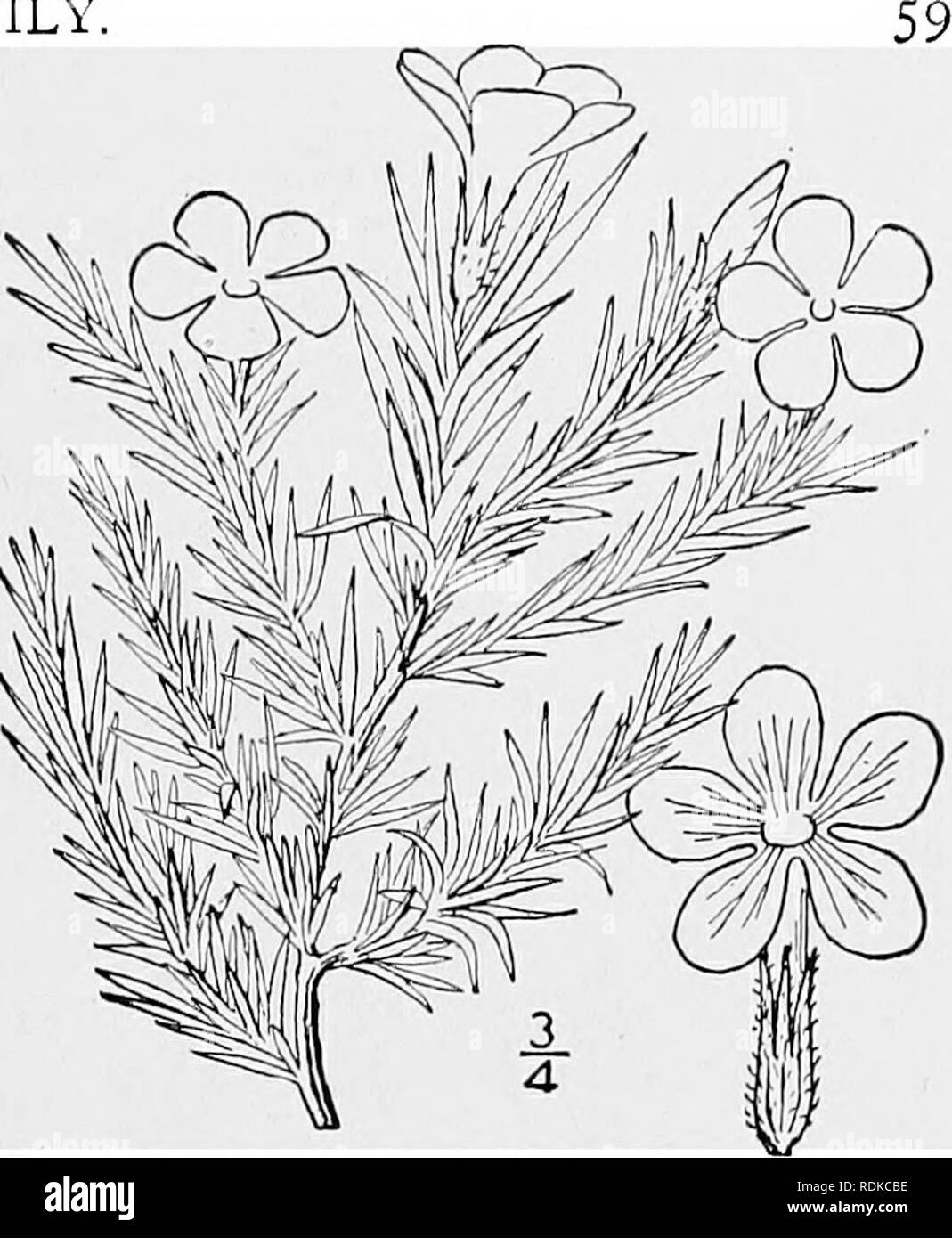 . An illustrated flora of the northern United States, Canada and the British possessions, from Newfoundland to the parallel of the southern boundary of Virginia, and from the Atlantic Ocean westward to the 102d meridian. Botany; Botany. Genus i. PHLOX FAMILY. 17. Phlox Douglasii Hook. Douglas' Phlox. Fig. 3470. P. Douglasii Hook. Fl. Bor. Am. 2 : 73. pi. 158. 1834. Phlox Douglasii andicola Britton, Mem. Torr. Club 5: 269. 1894. Phlox Douglasii longifolia A. Gray, Proc. Am. Acad. 8: 254. 1870. Not P. longifolia Nutt. Similar to the preceding species; leaves pubes- cent or glabrous, less imbrica Stock Photo