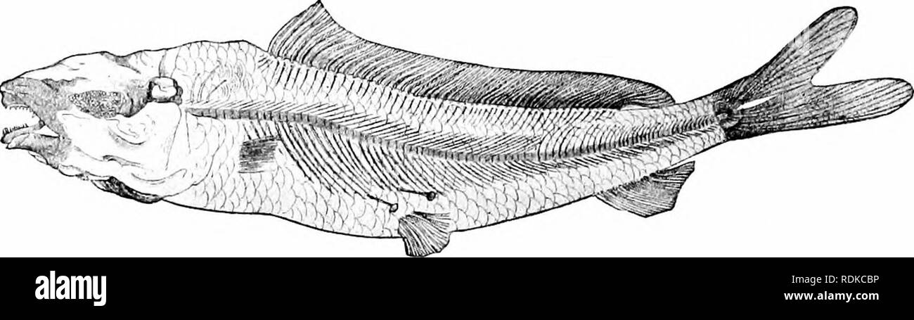 . A guide to the study of fishes. Fishes; Zoology; Fishes. 46 Isospondyli of the milkfish. The commonest species is Hiodon tergisus. No fossil HiodontidcB are known. The Pterothrissidae.—The PterothrissidcB are sea-fishes hke Albula, but more slender and with a long dorsal fin. They live. Fig. 34.—Istieus grandis Agassiz. Family Pterothrissidce. (After Zittel.) in deep or cold waters along the coasts of Japan, where they are known as gisu. The single species is Pteroihrissus gissu. The fossil genus Istieus, from the Upper Cretaceous, probably be- longs near the PterothrissidcB. Istieus grandis Stock Photo